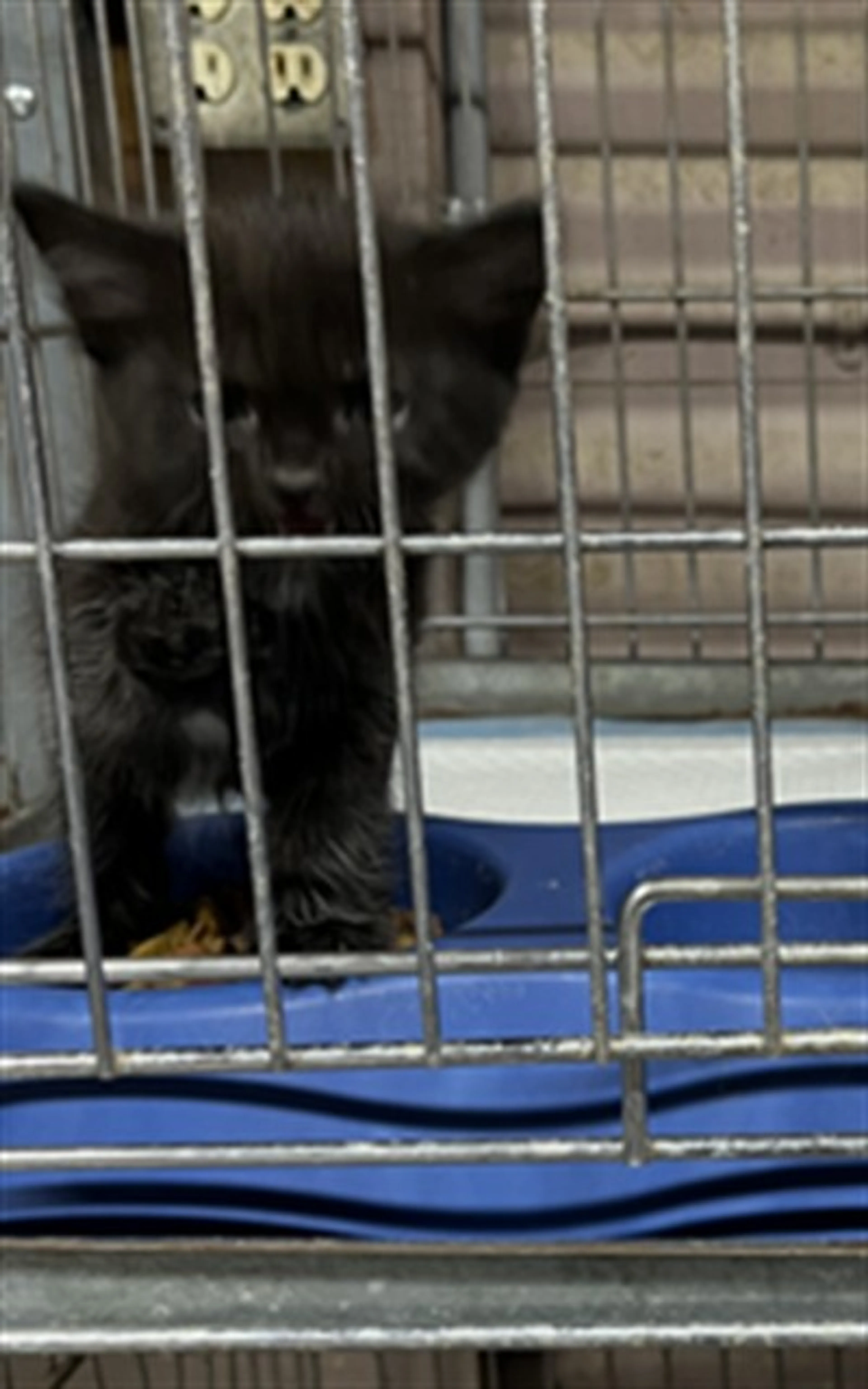 Found pet