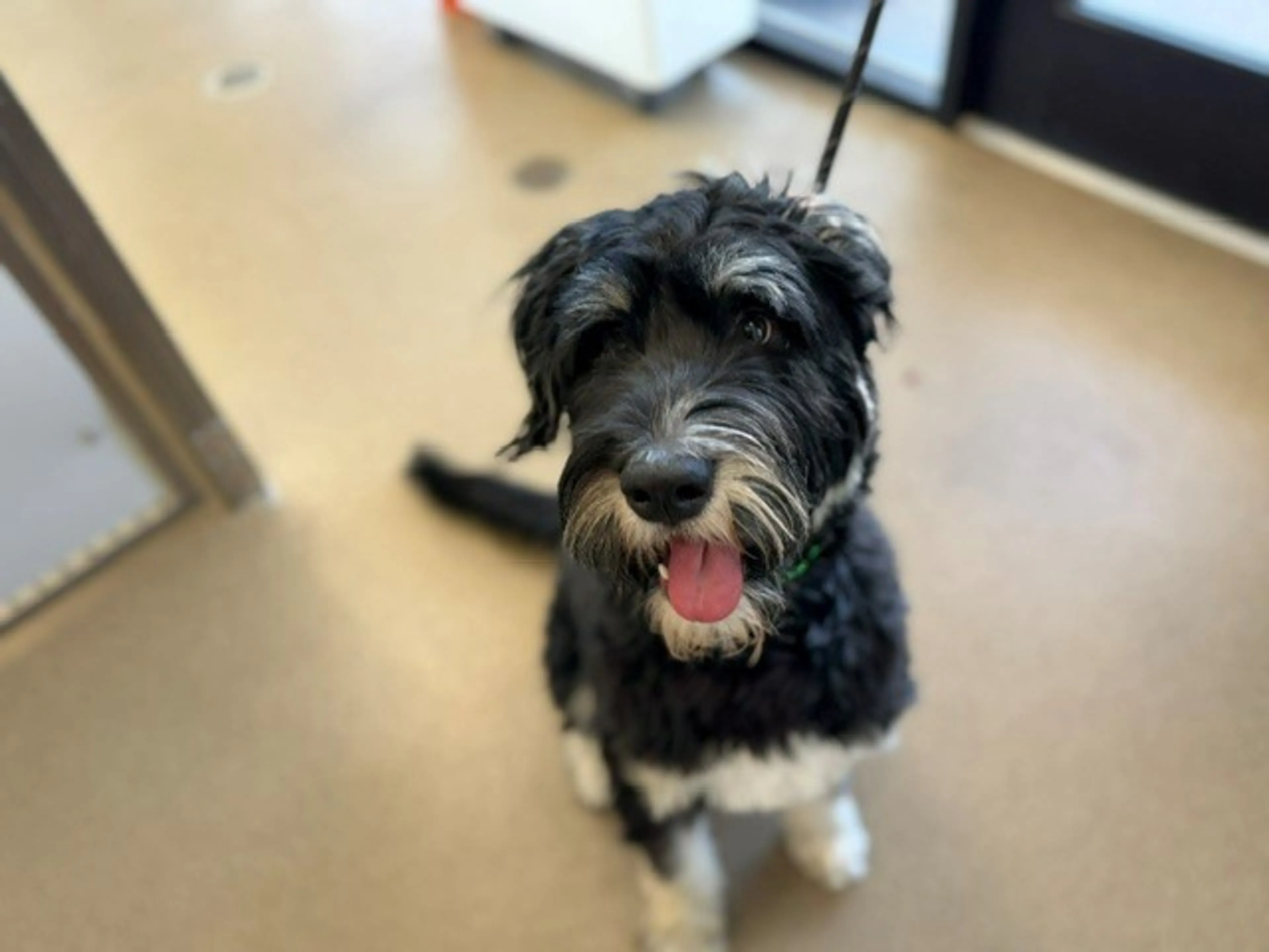 Found pet