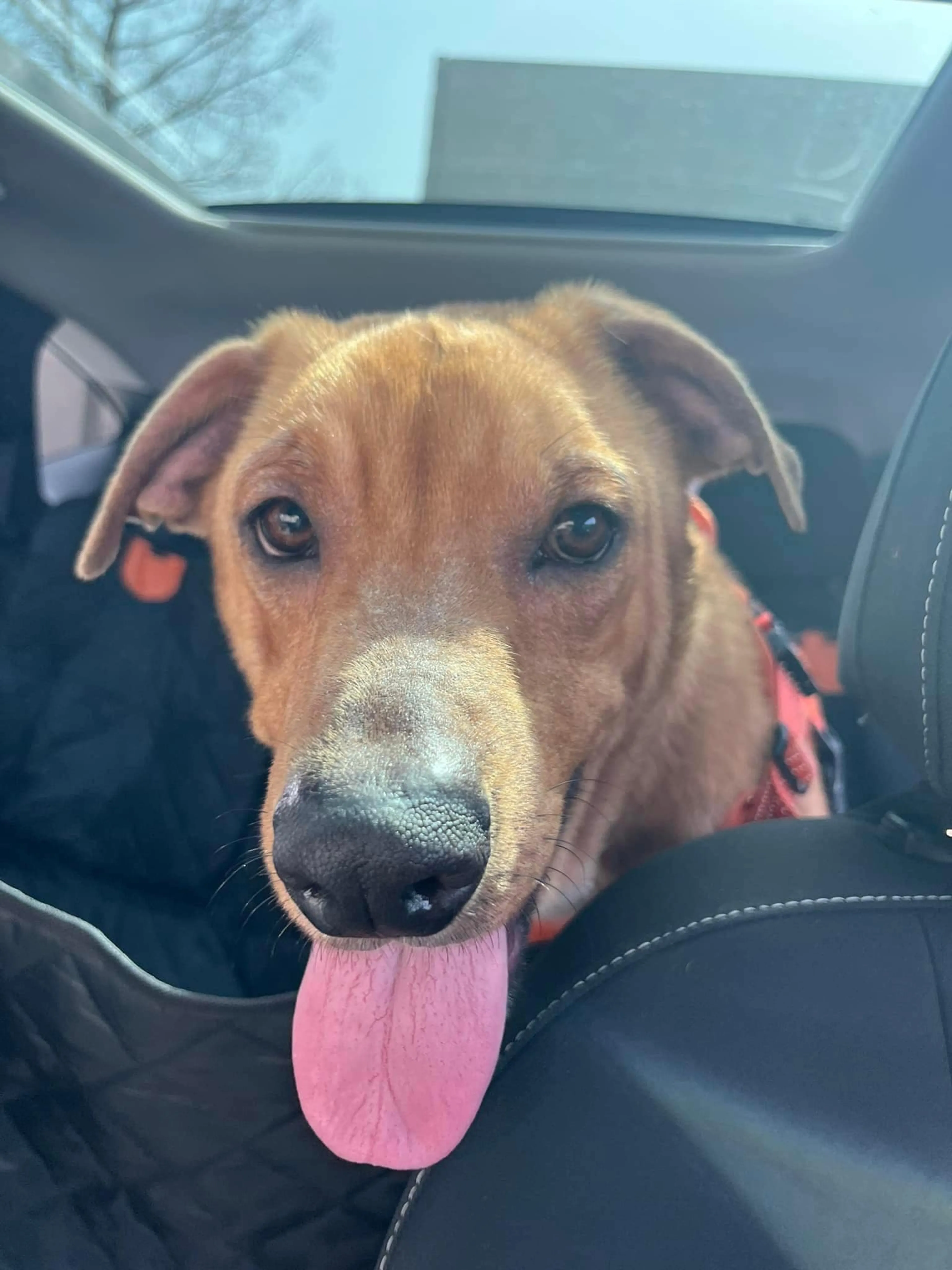 Found pet-4