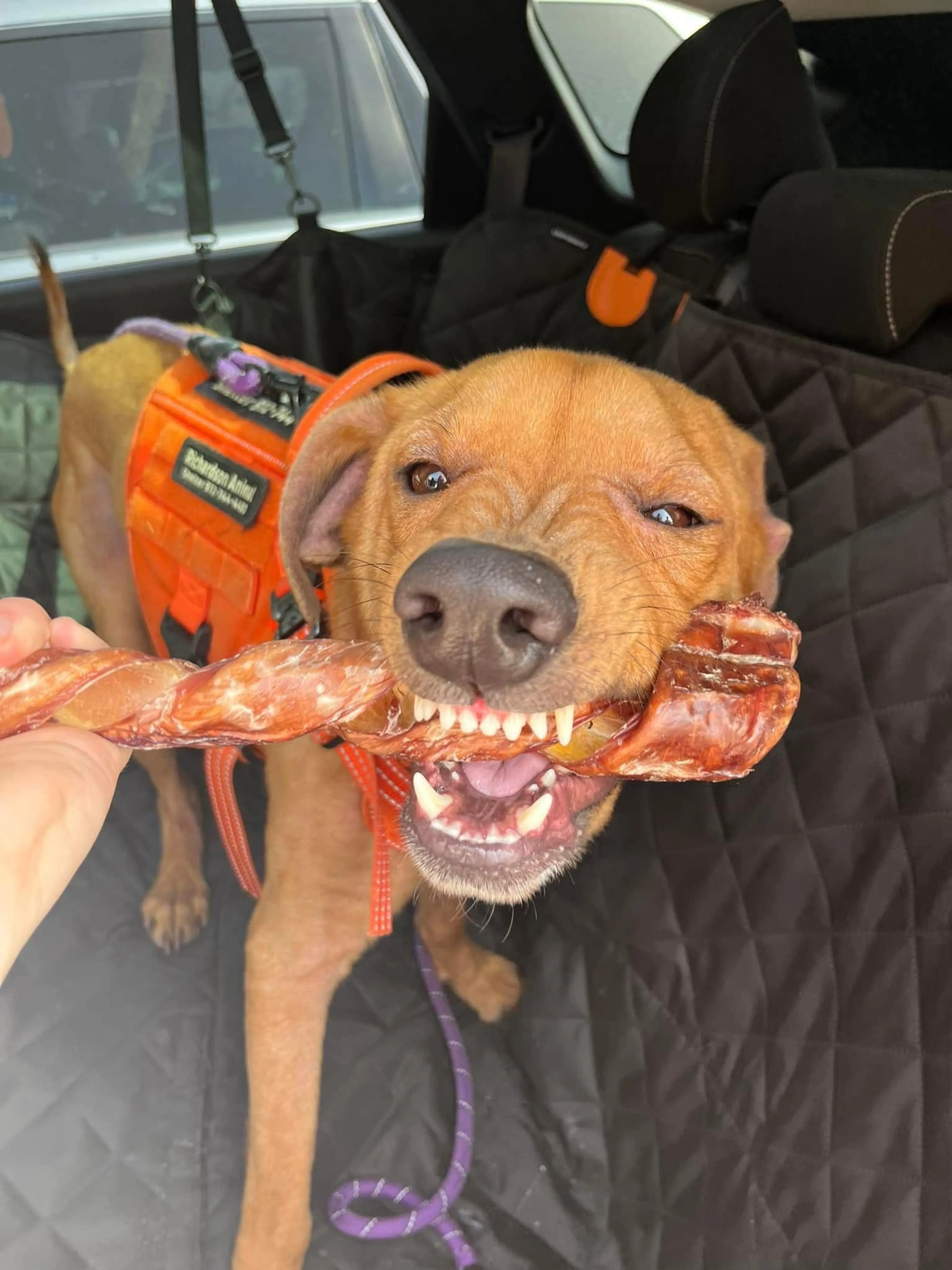 Found pet-6