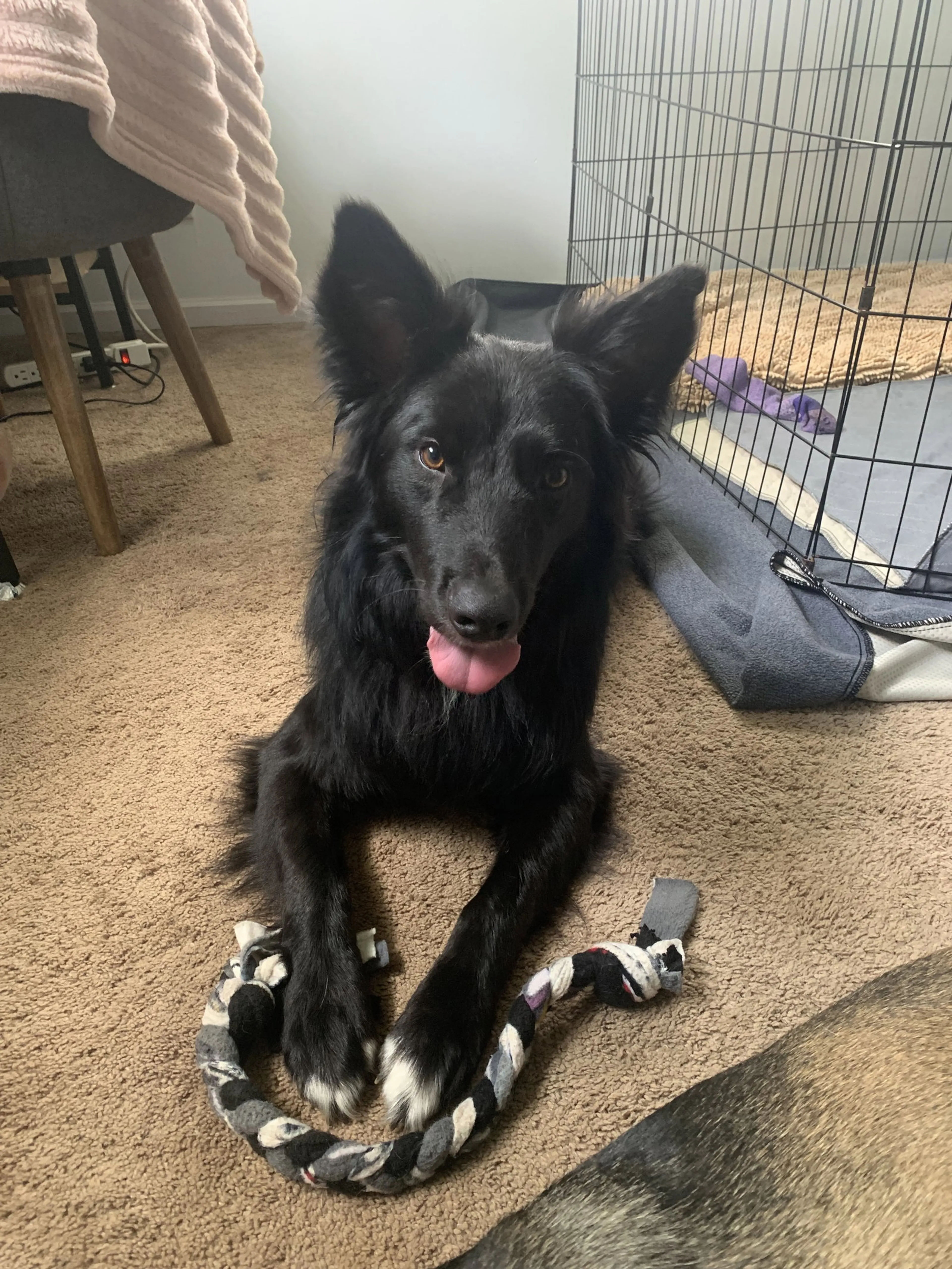 Found pet-2