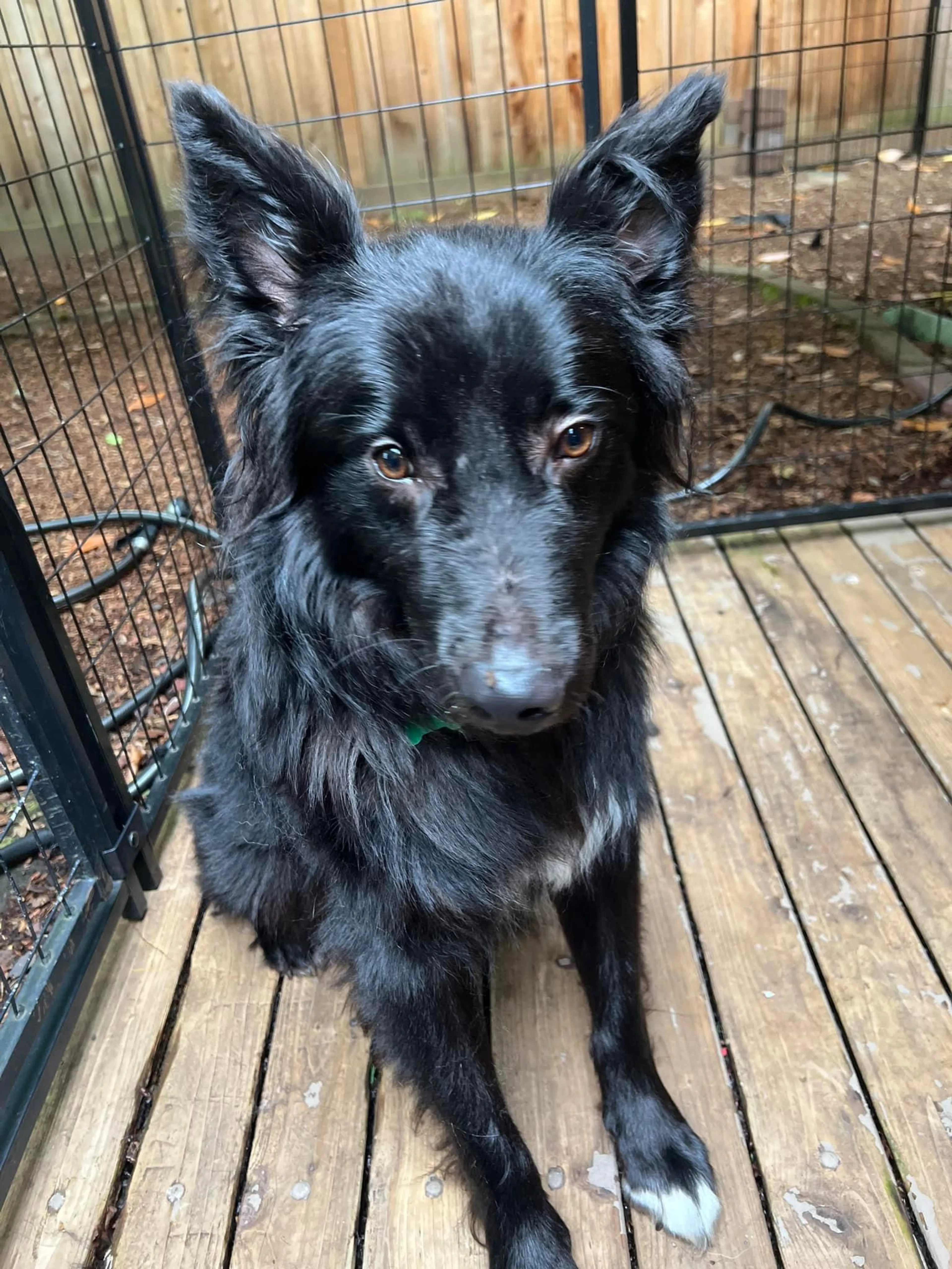 Found pet-1