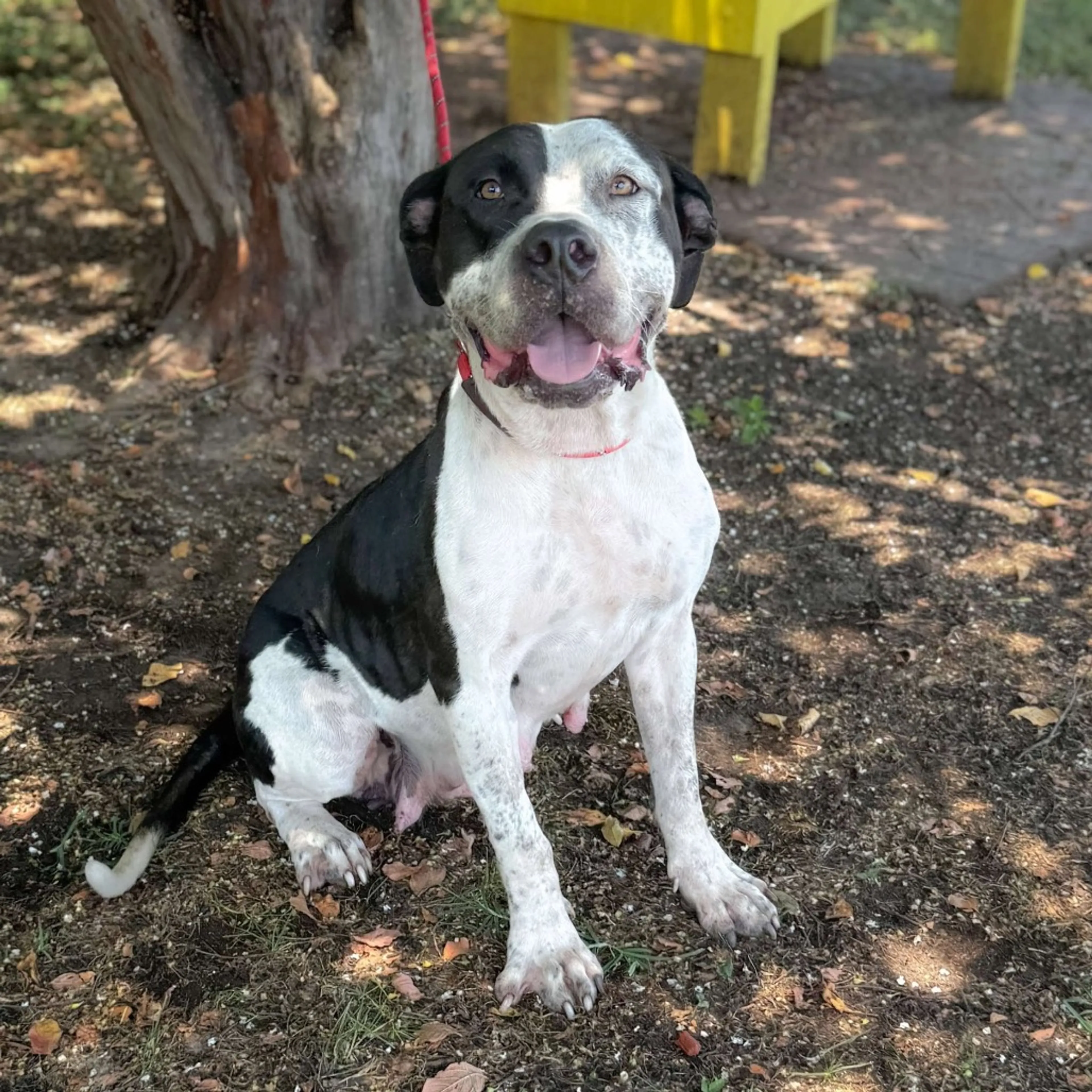 Found pet-1