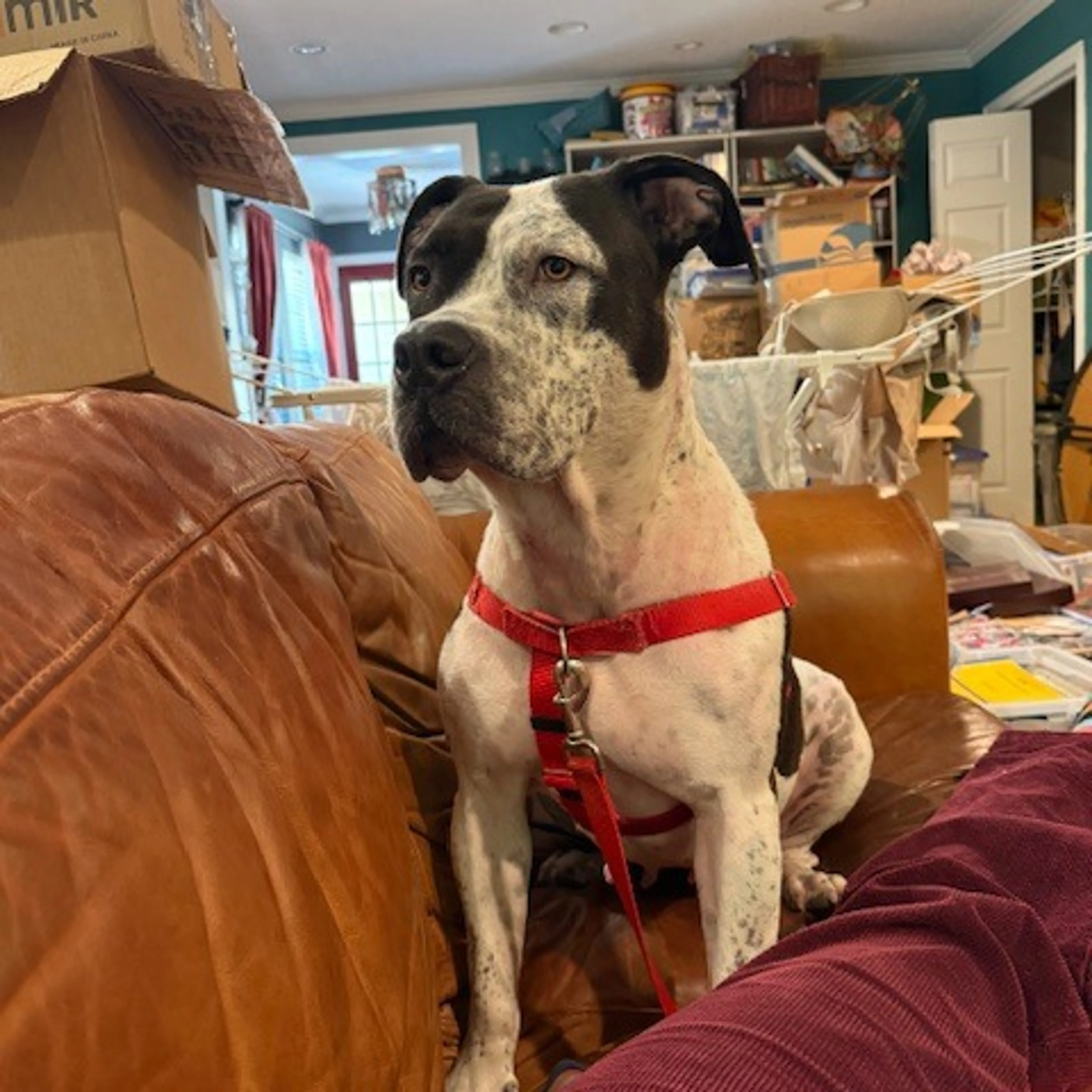 Found pet-10