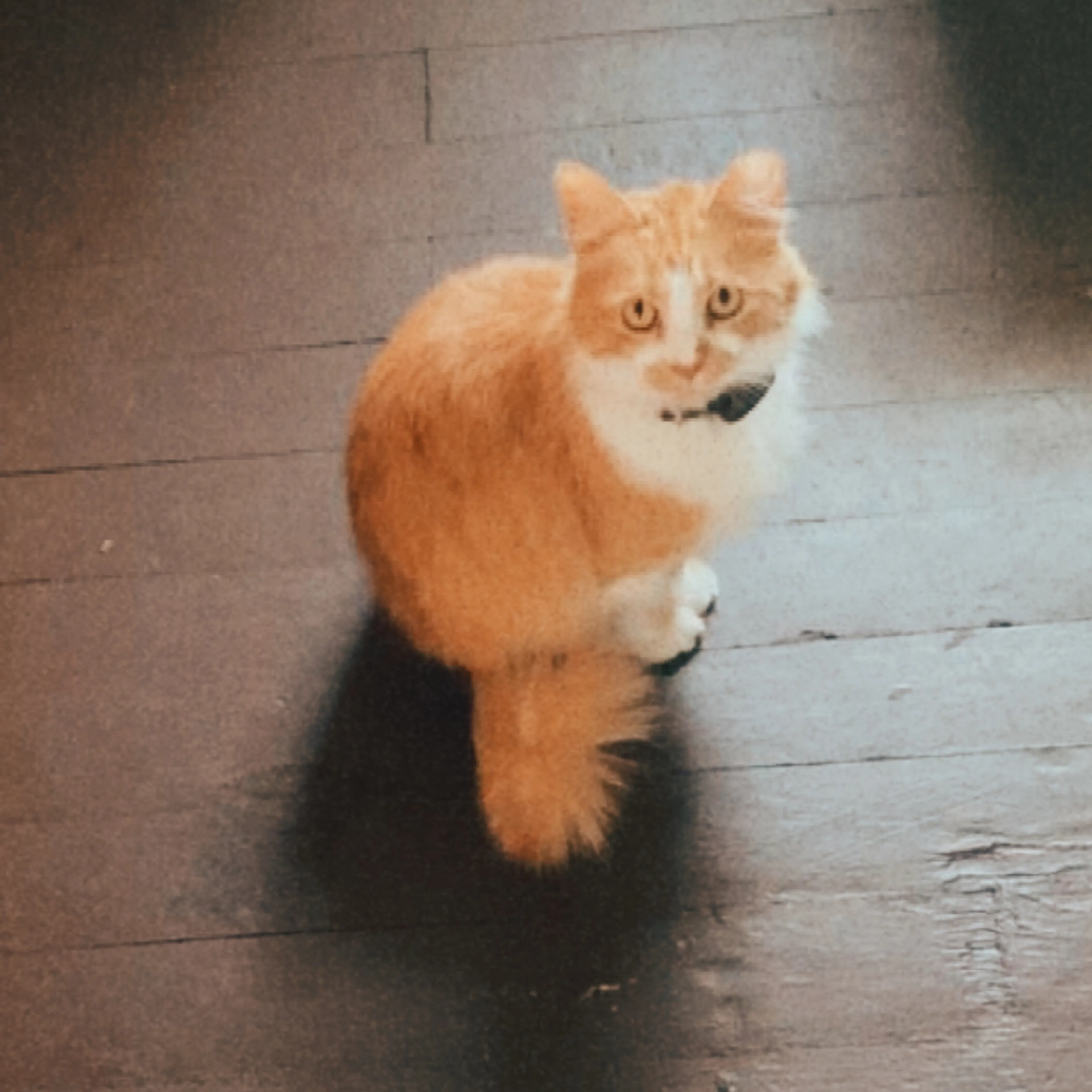 Lost pet-1