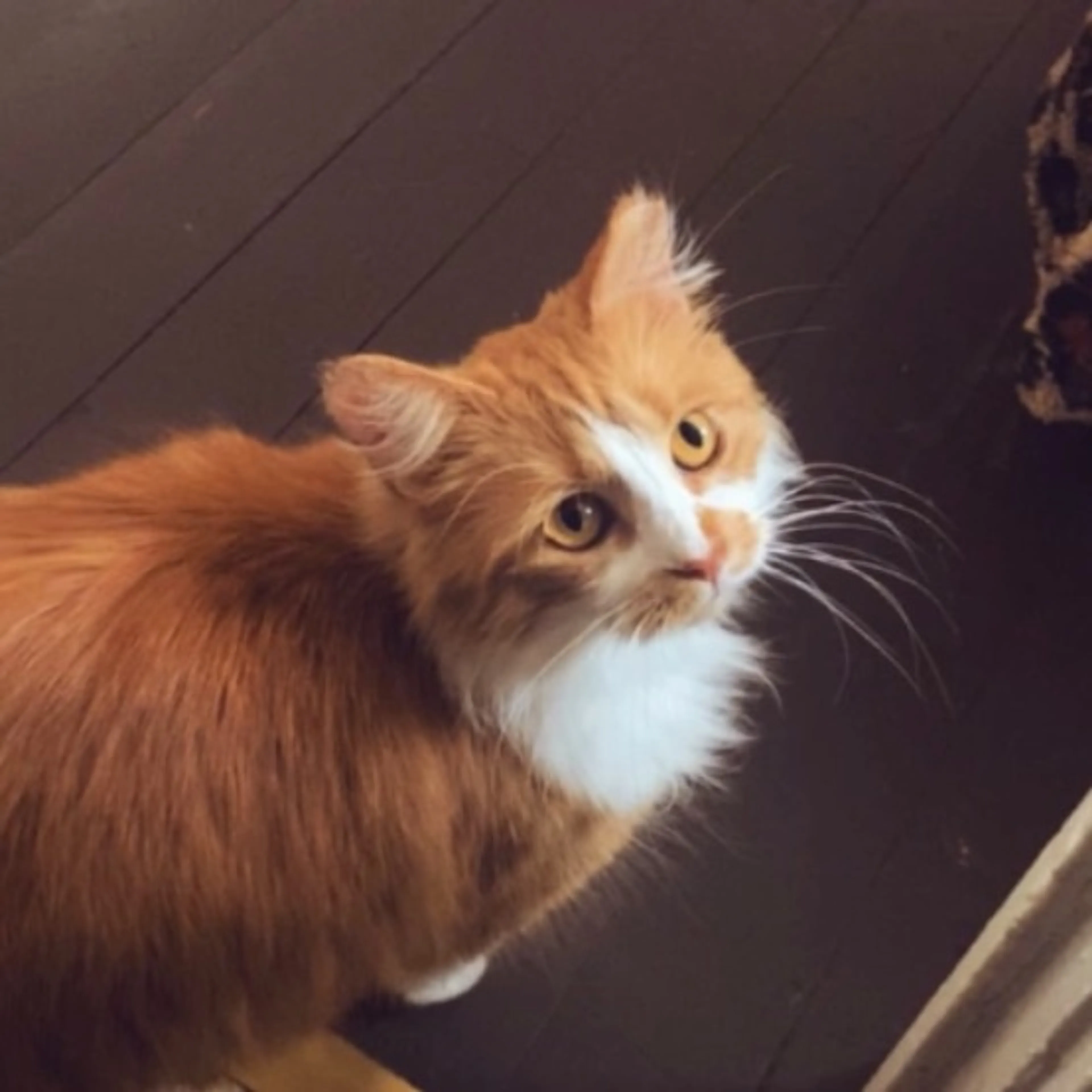 Lost pet-0