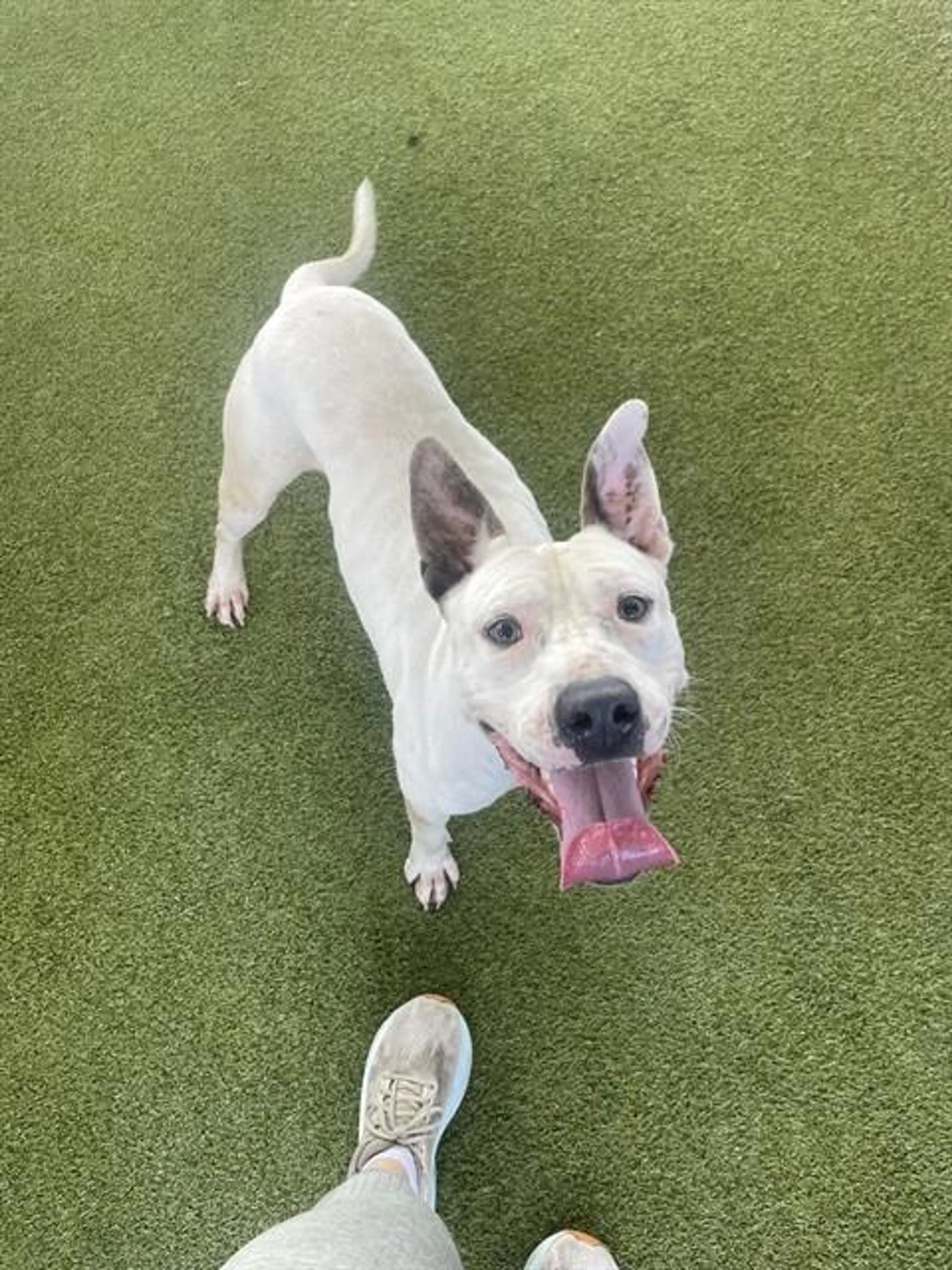 Found pet