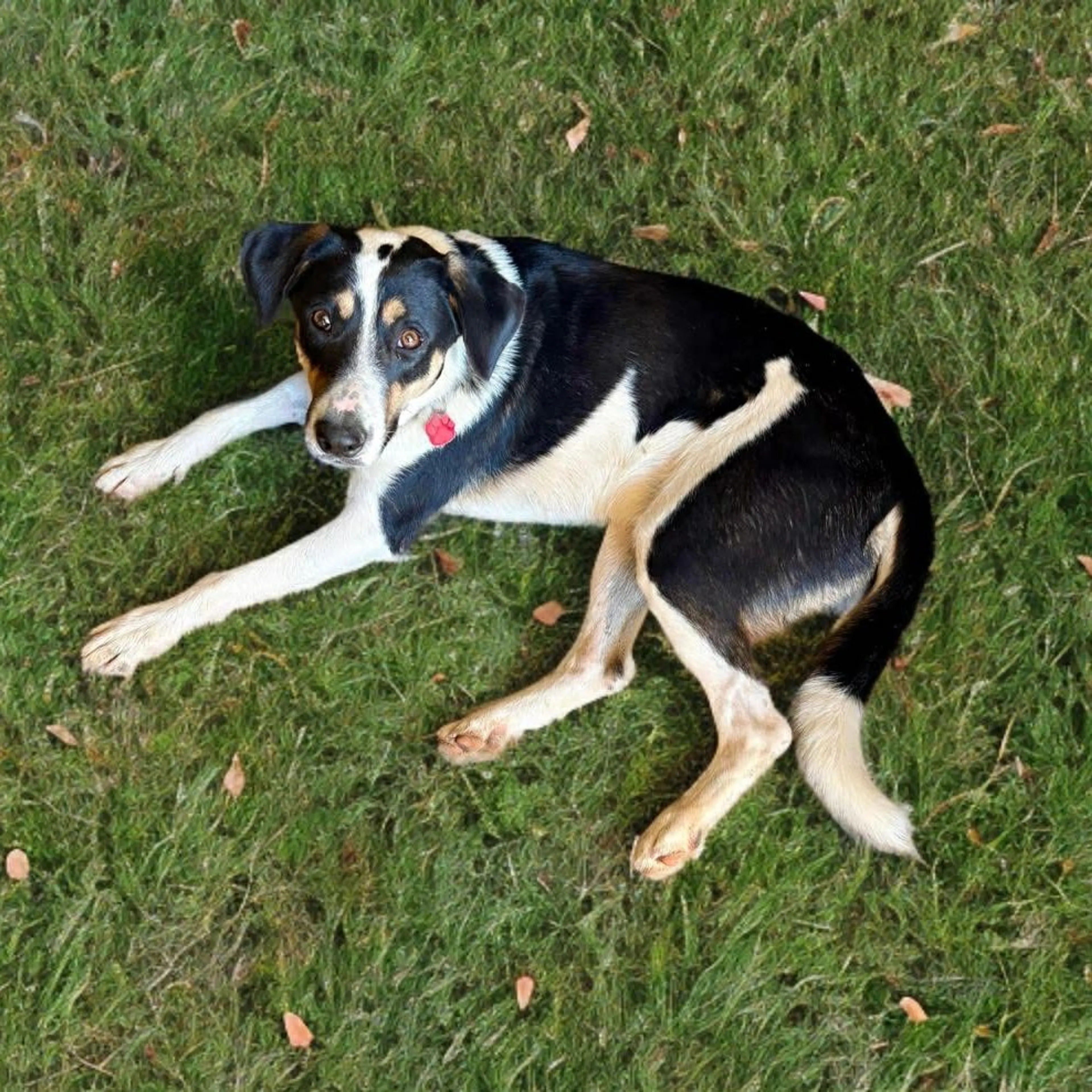 Found pet-3
