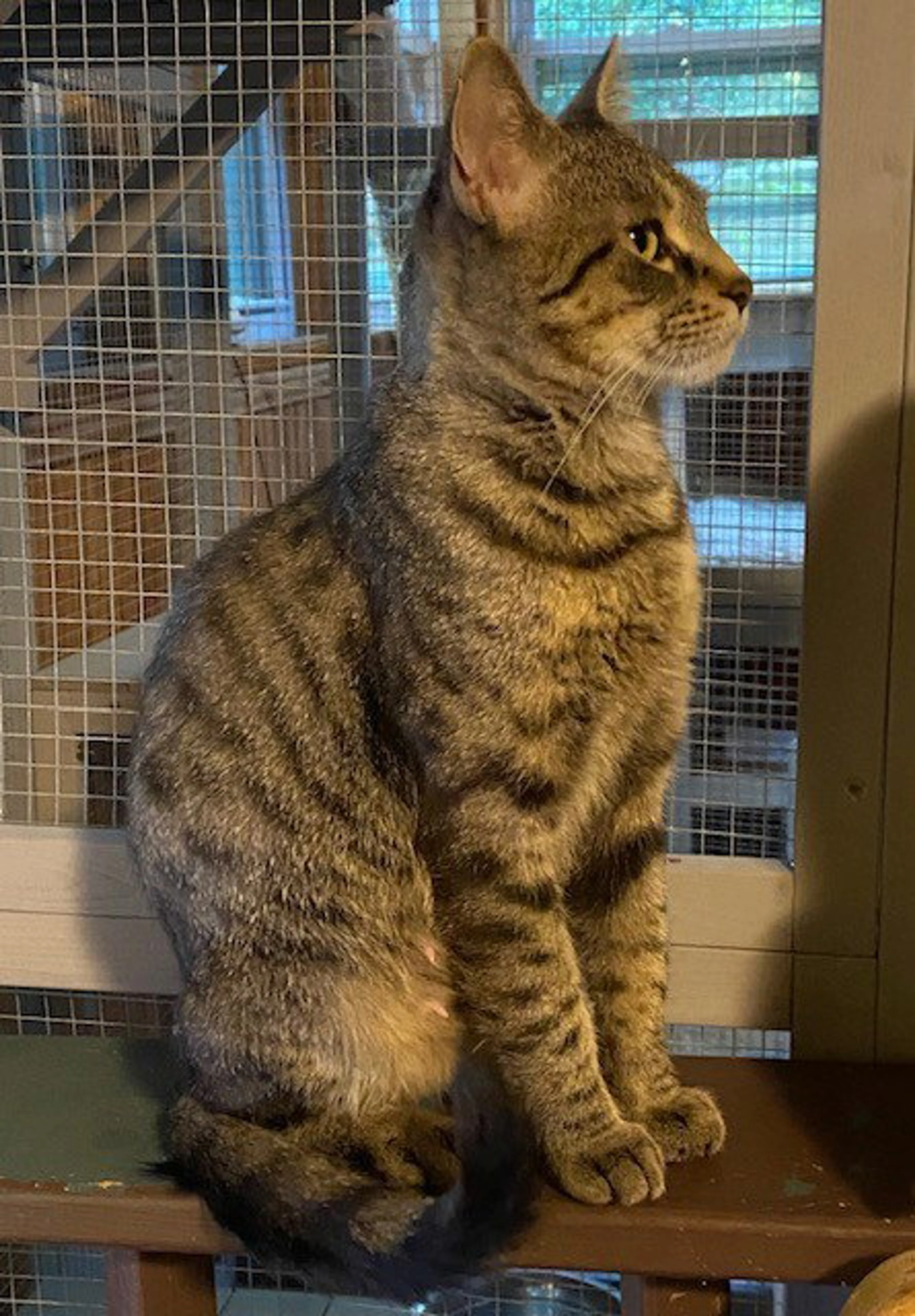 Found pet-2