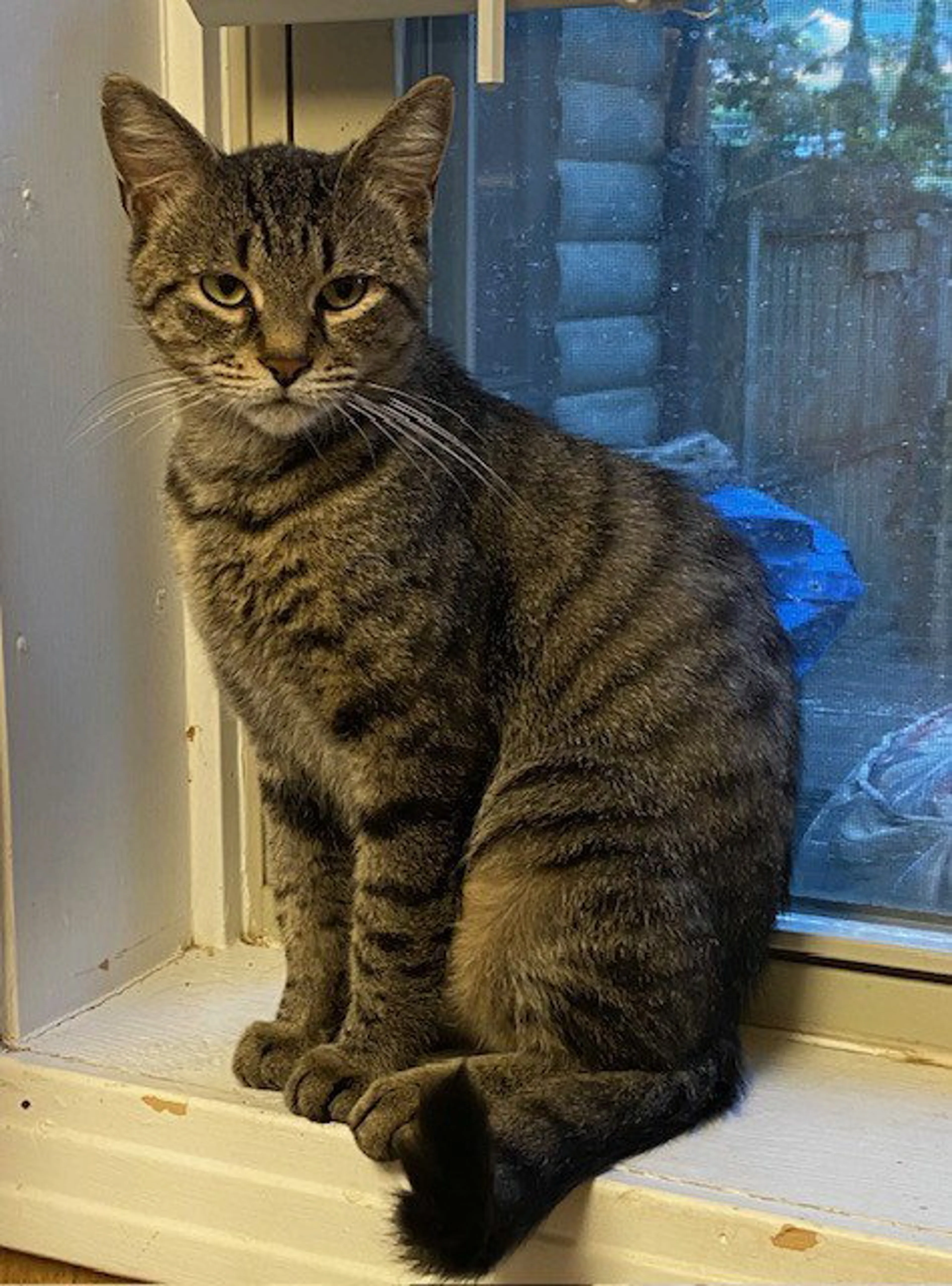 Found pet-1