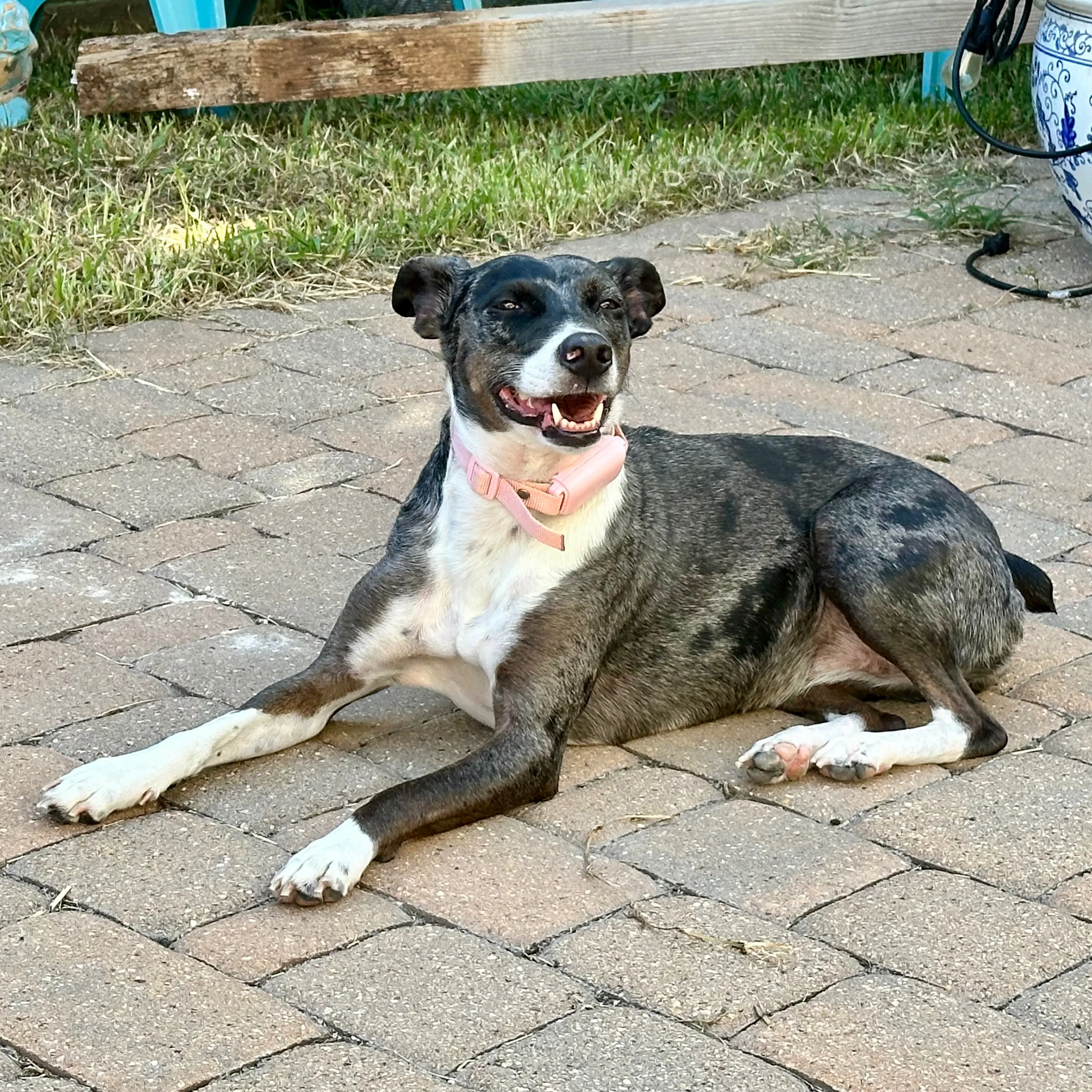 Lost pet-2
