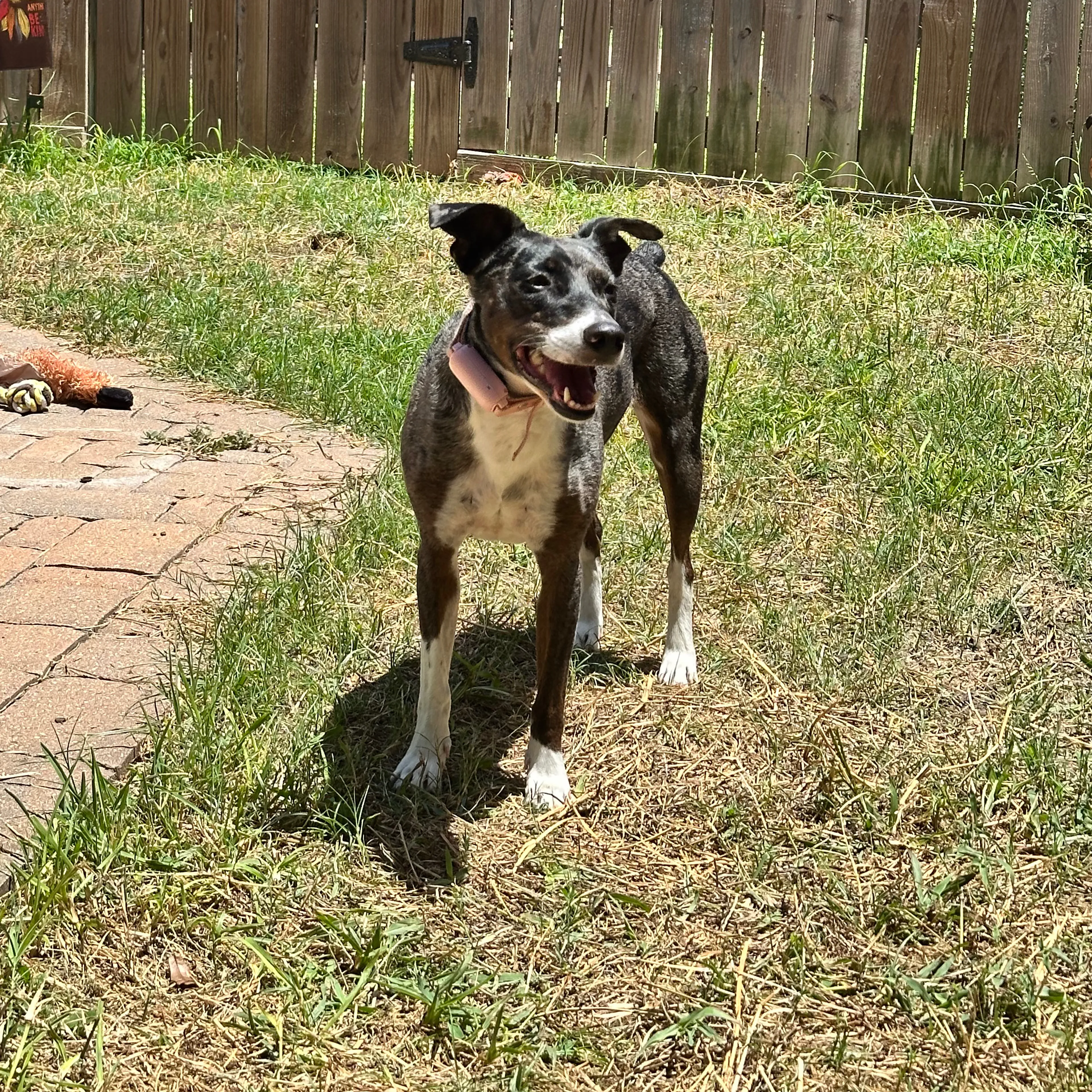 Lost pet-1
