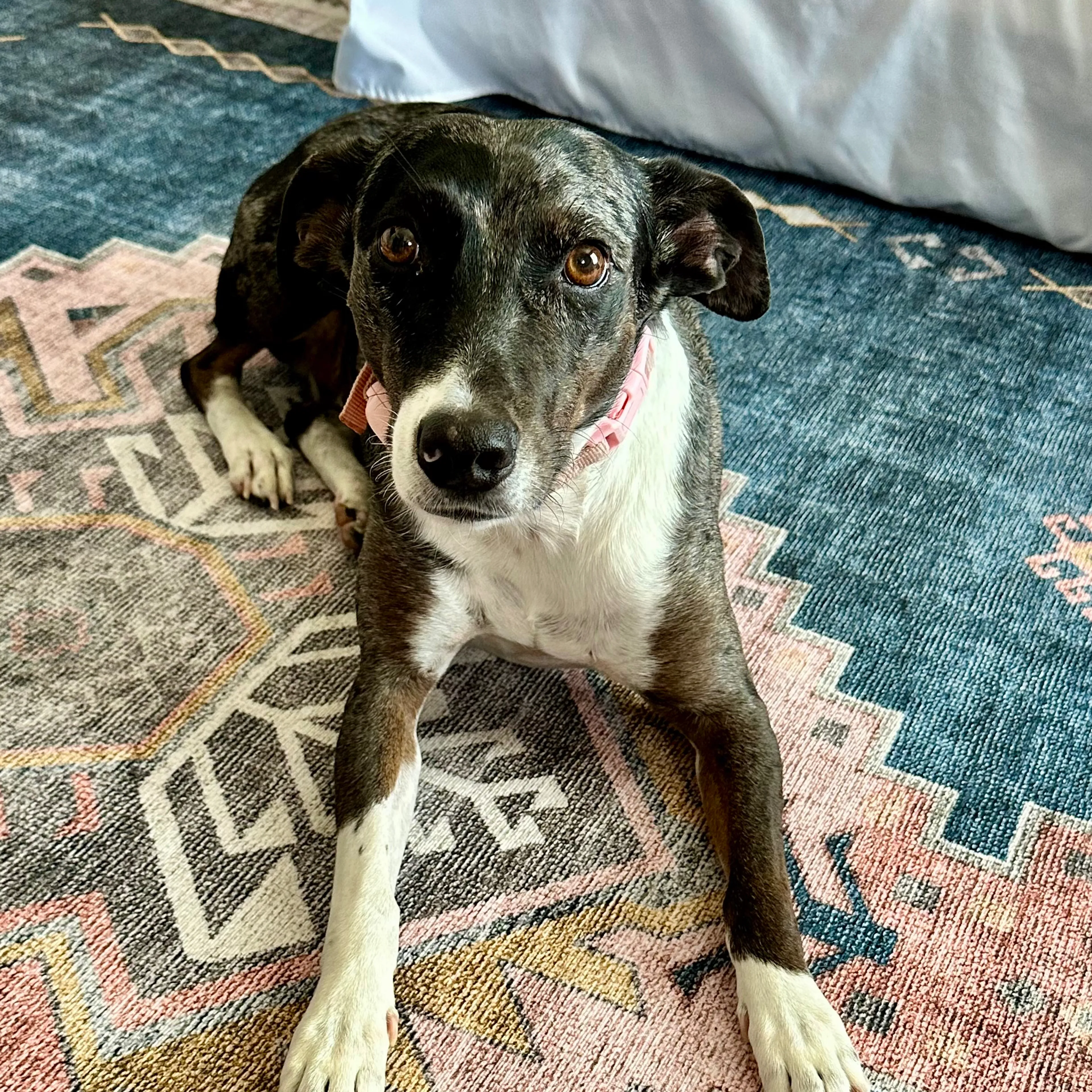Lost pet-3