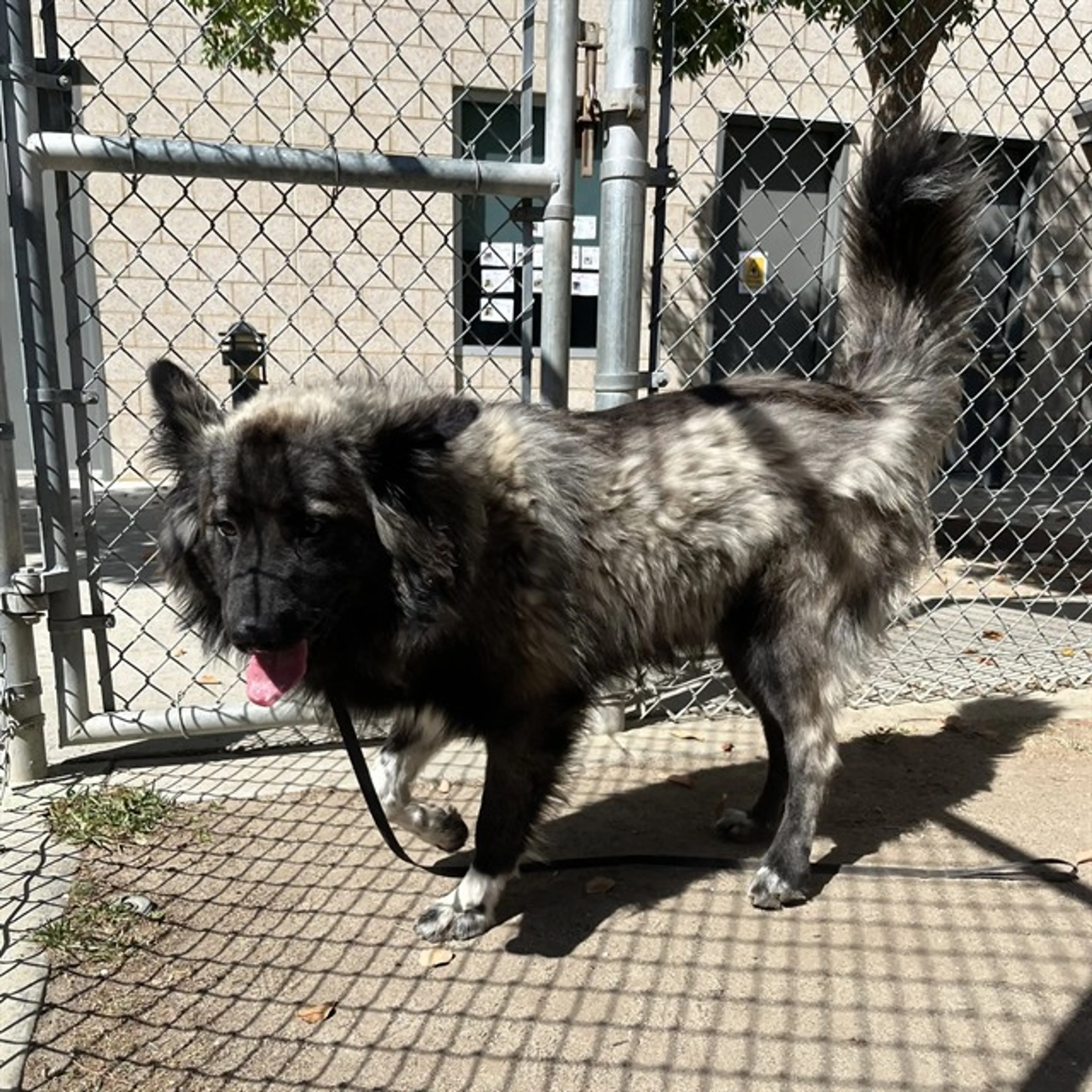 Found pet
