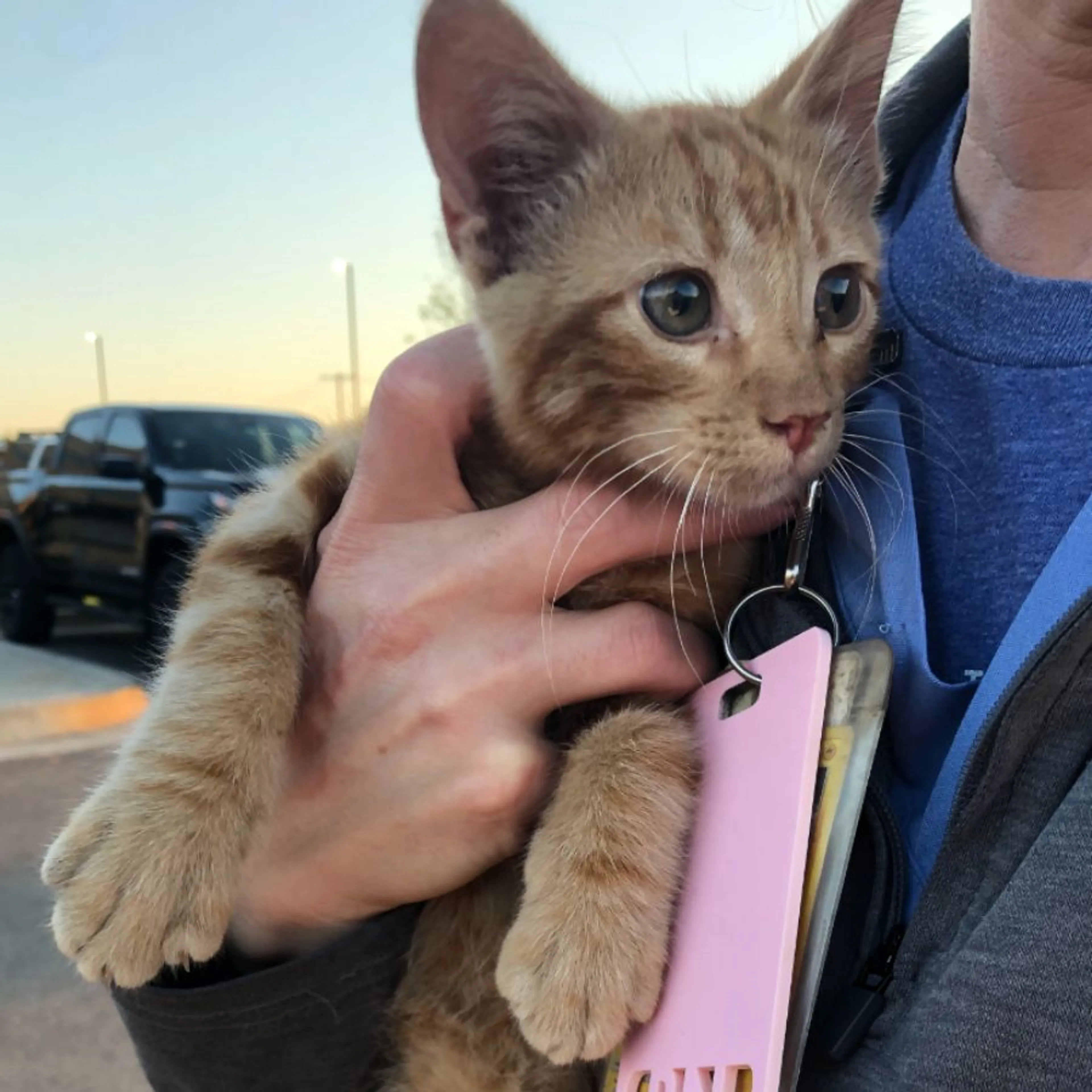Found pet