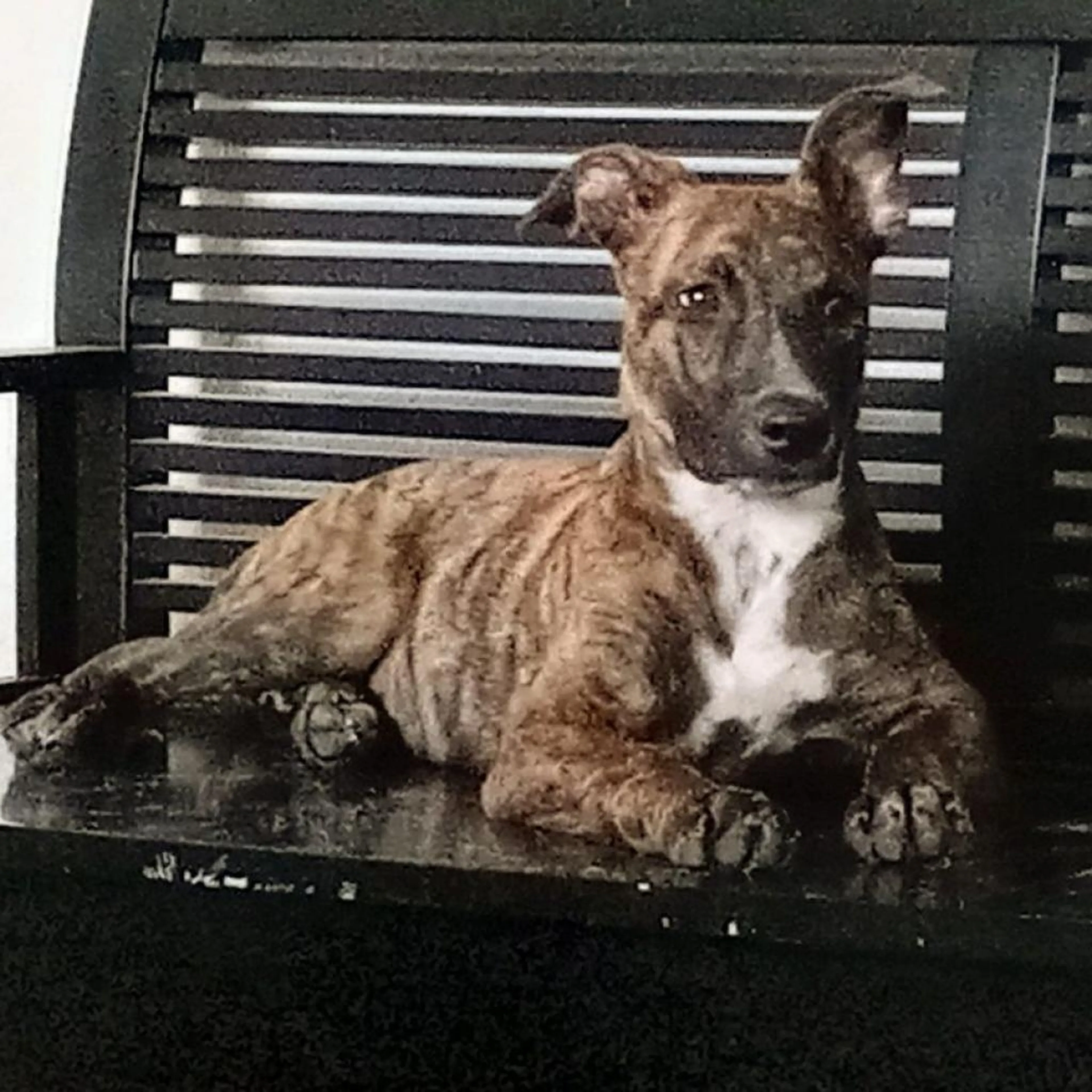 Found pet-5