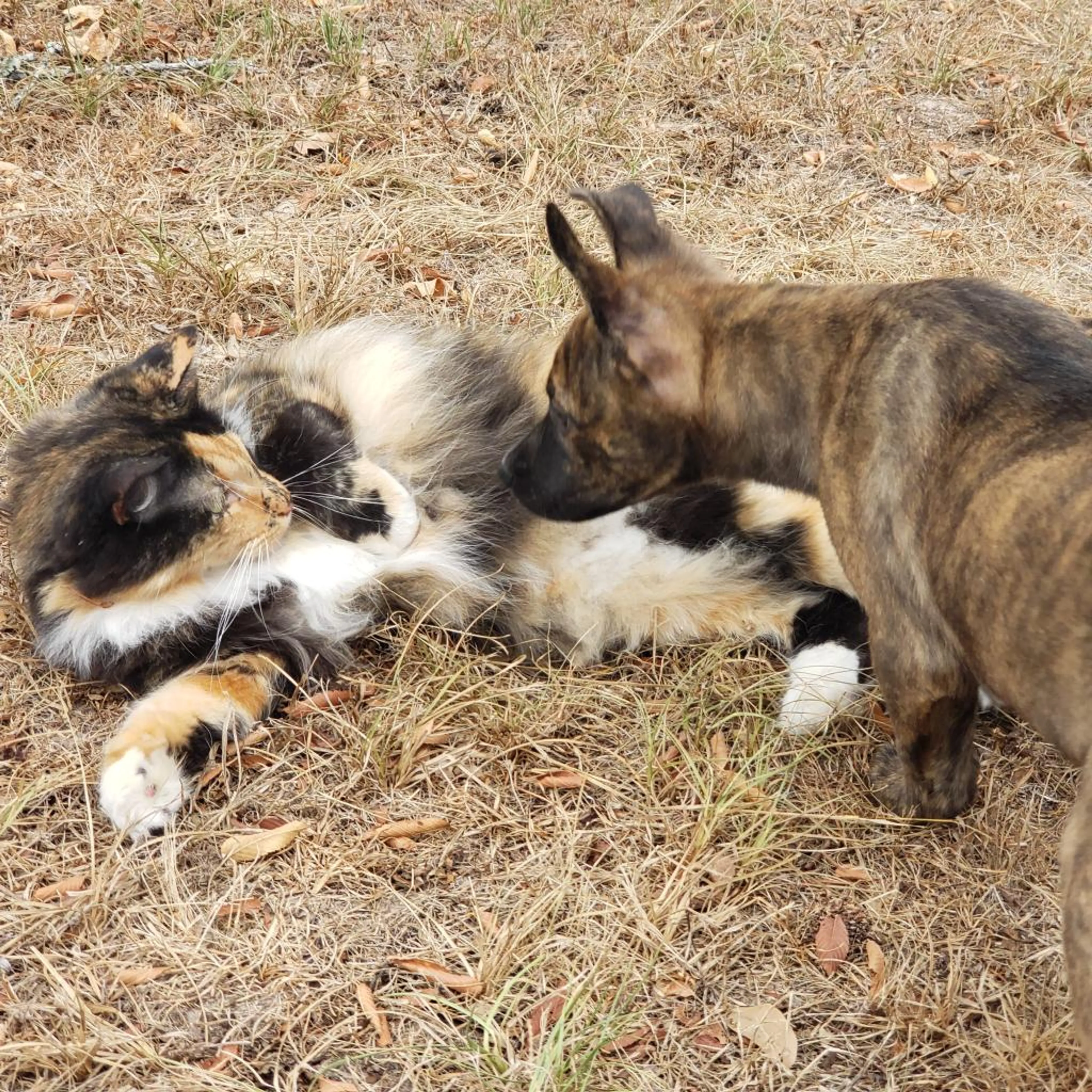 Found pet-7