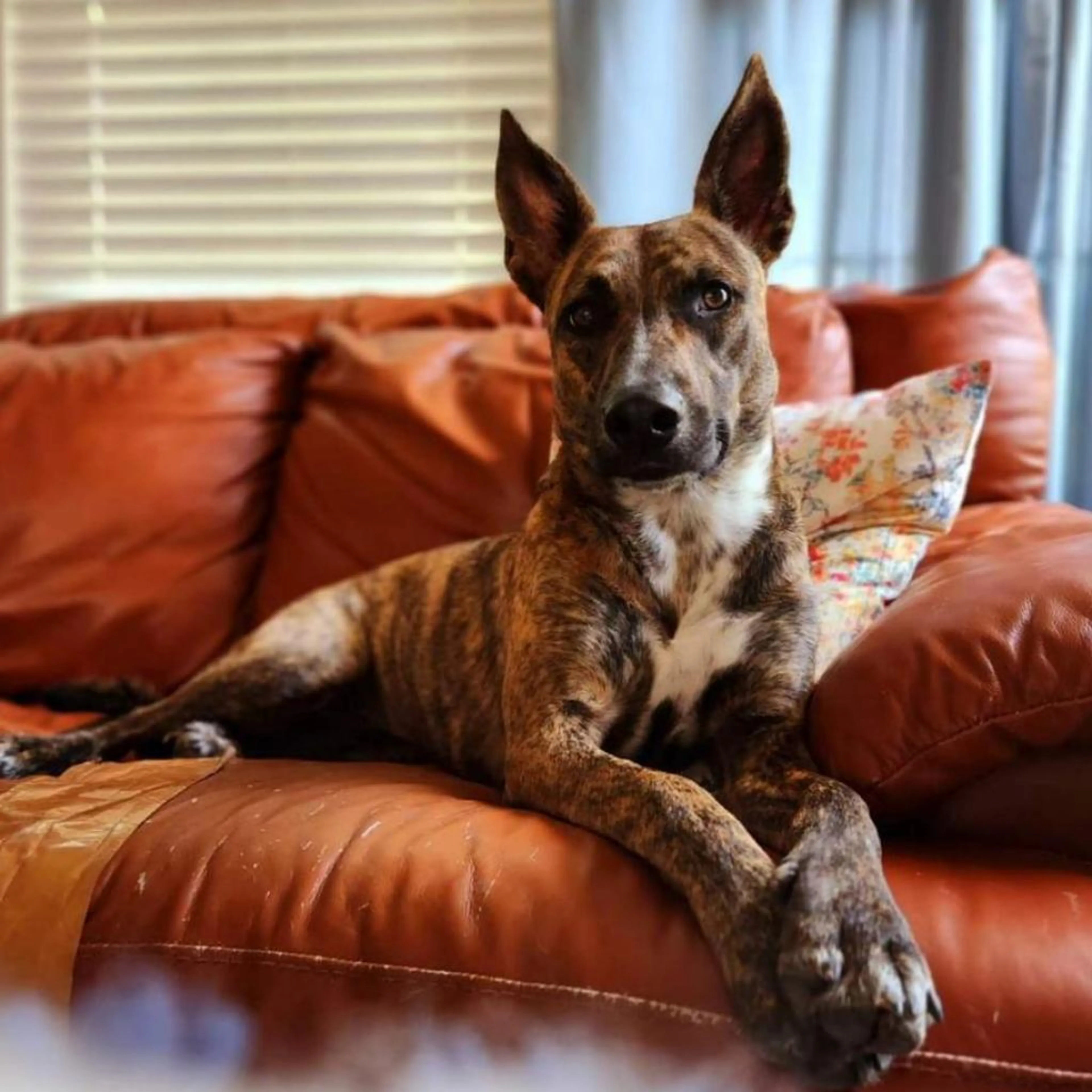 Found pet-1