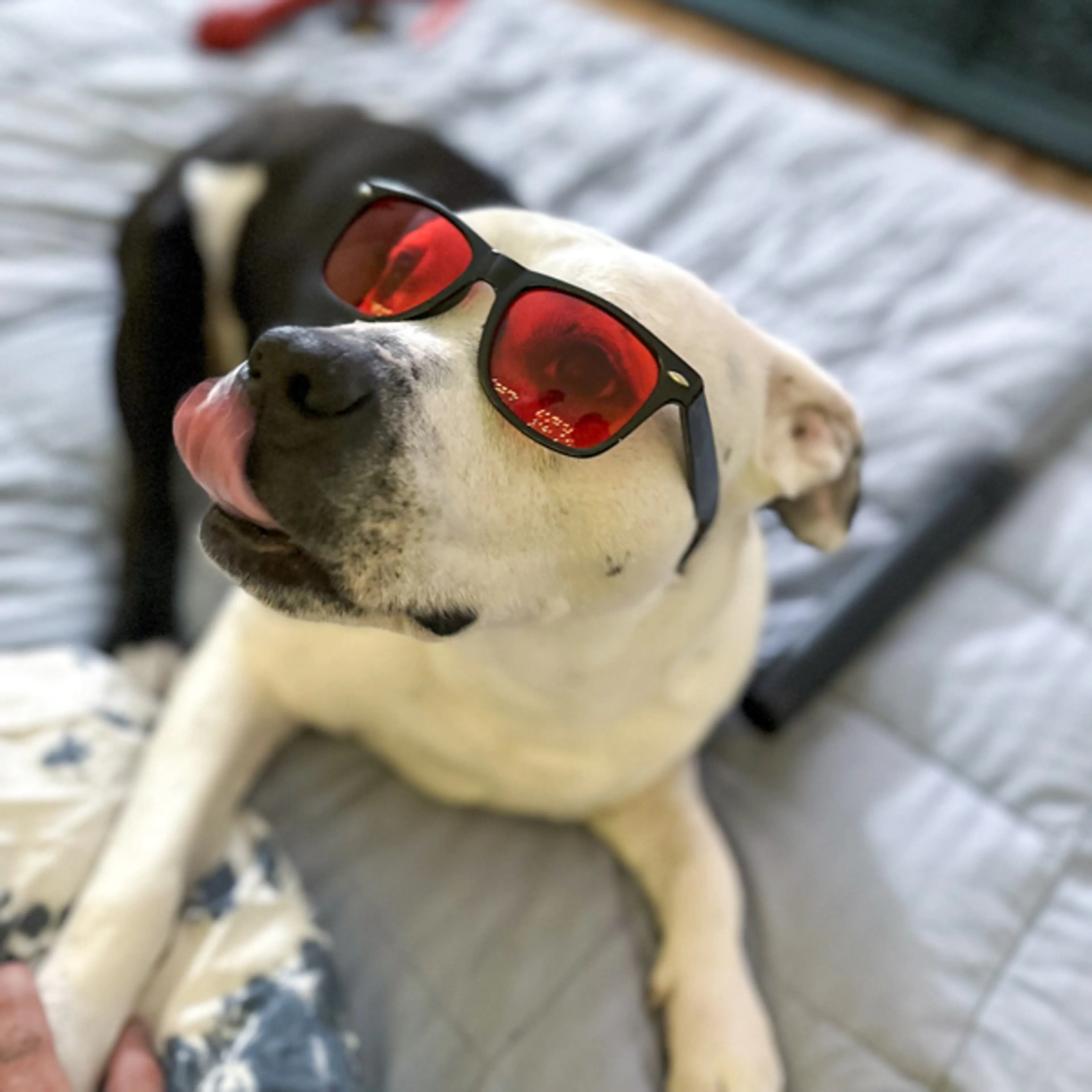 Found pet-6