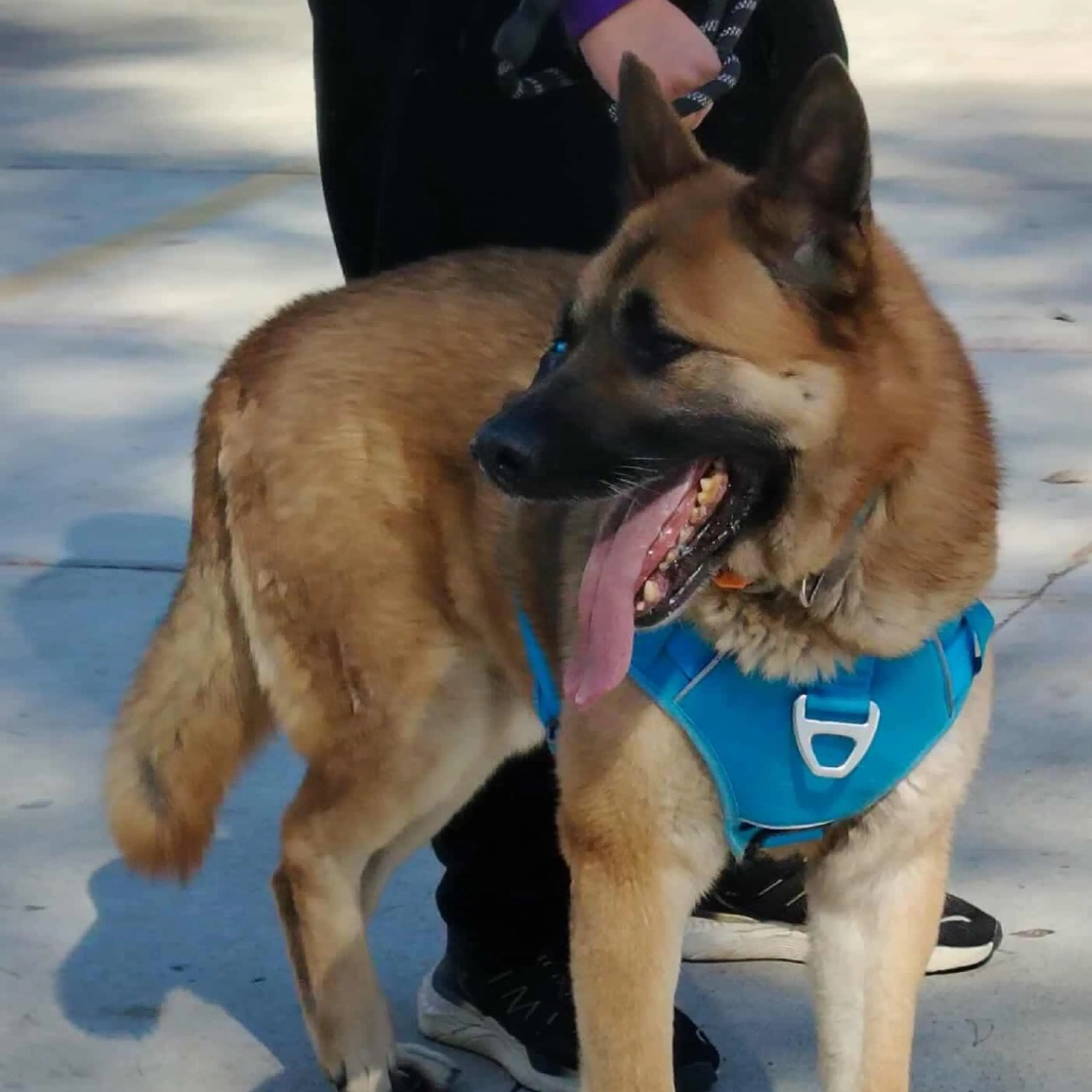 Found pet-1