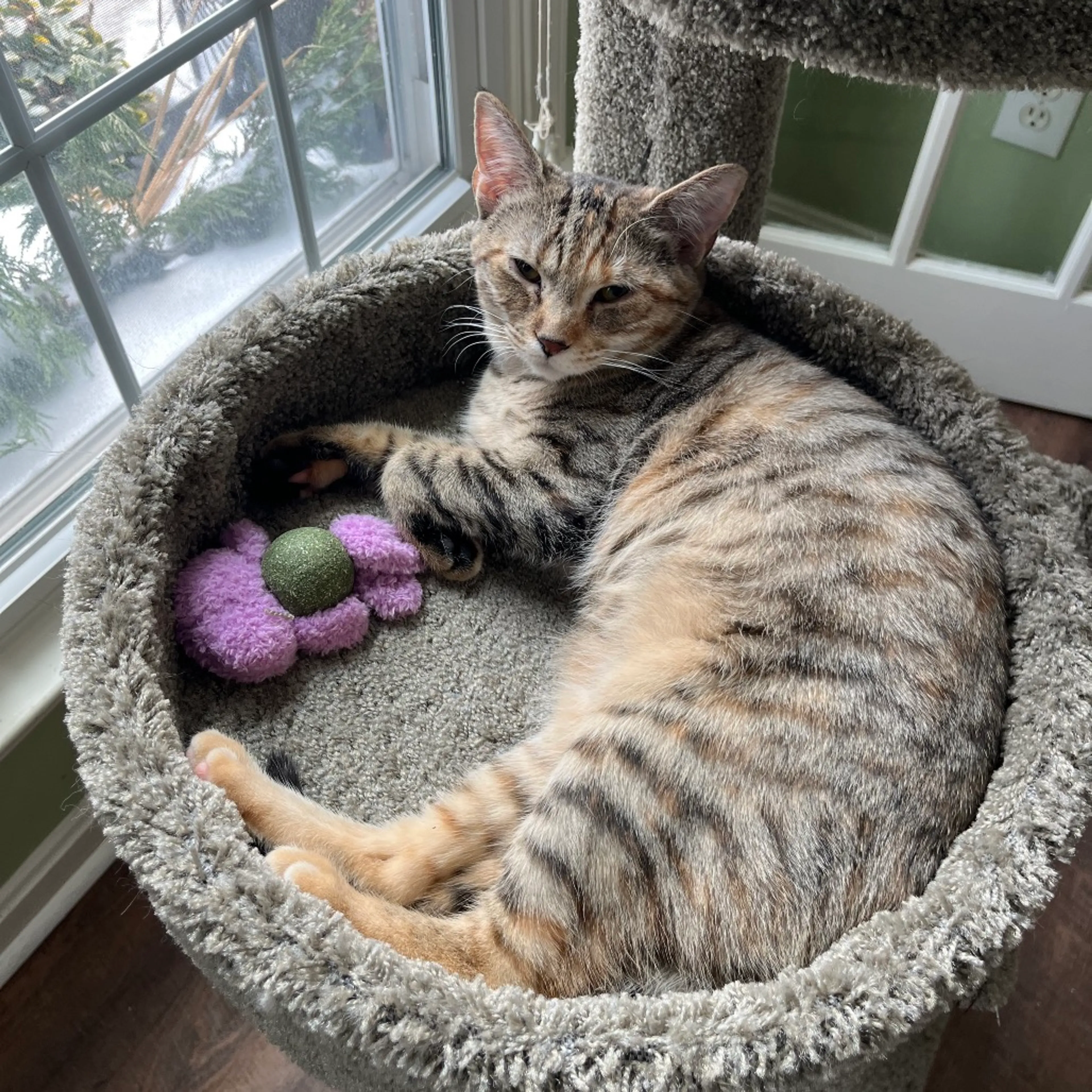 Found pet-2