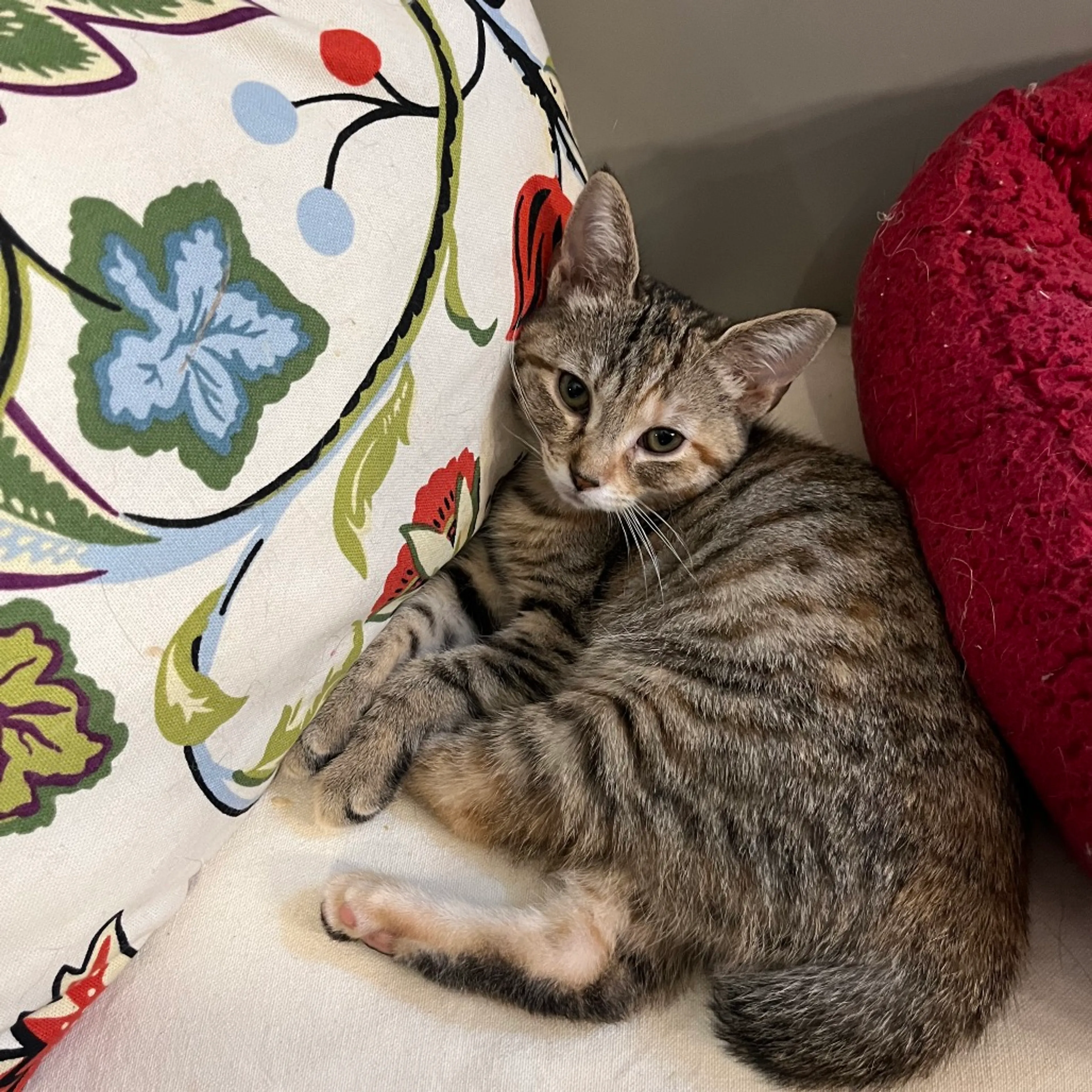 Found pet-1