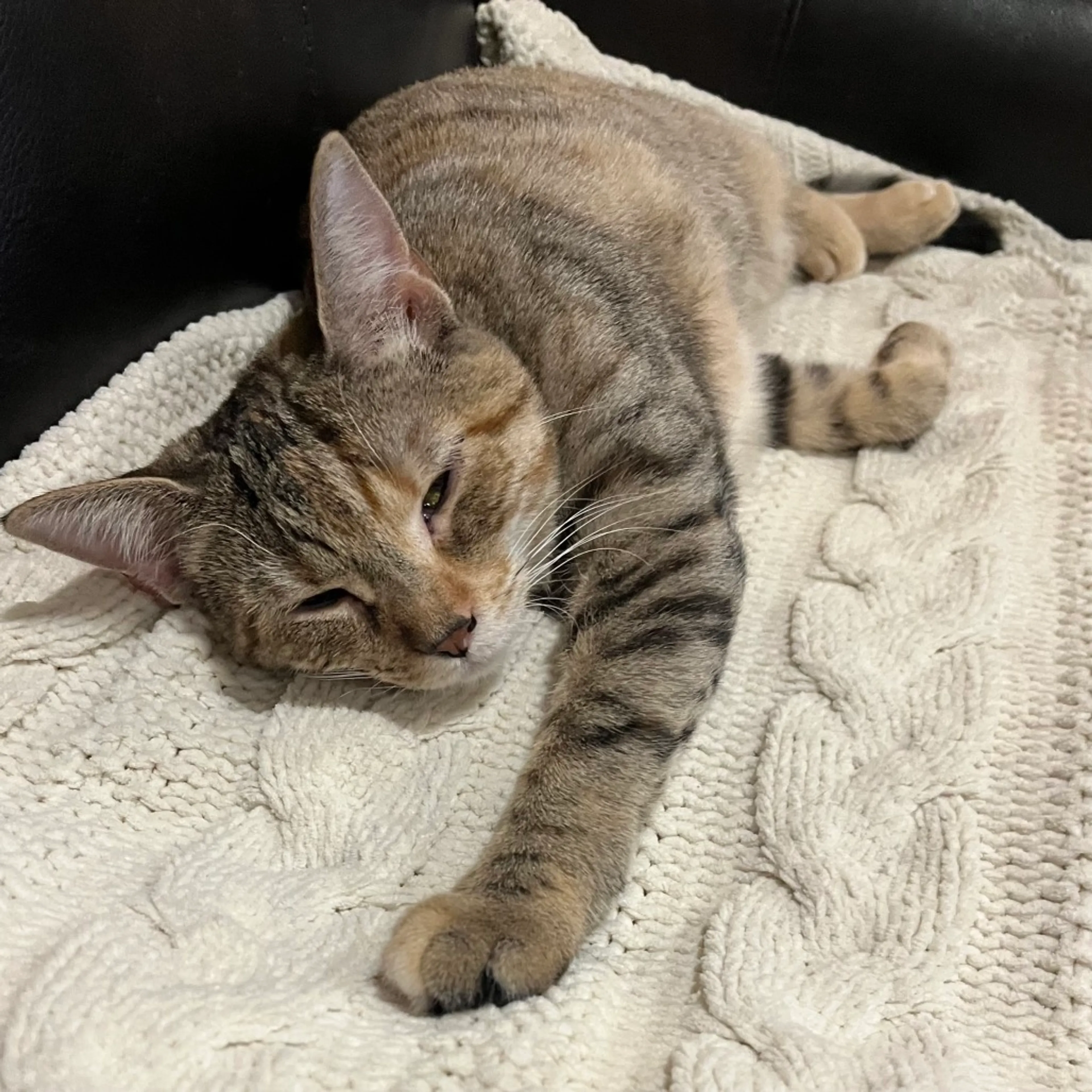 Found pet-3