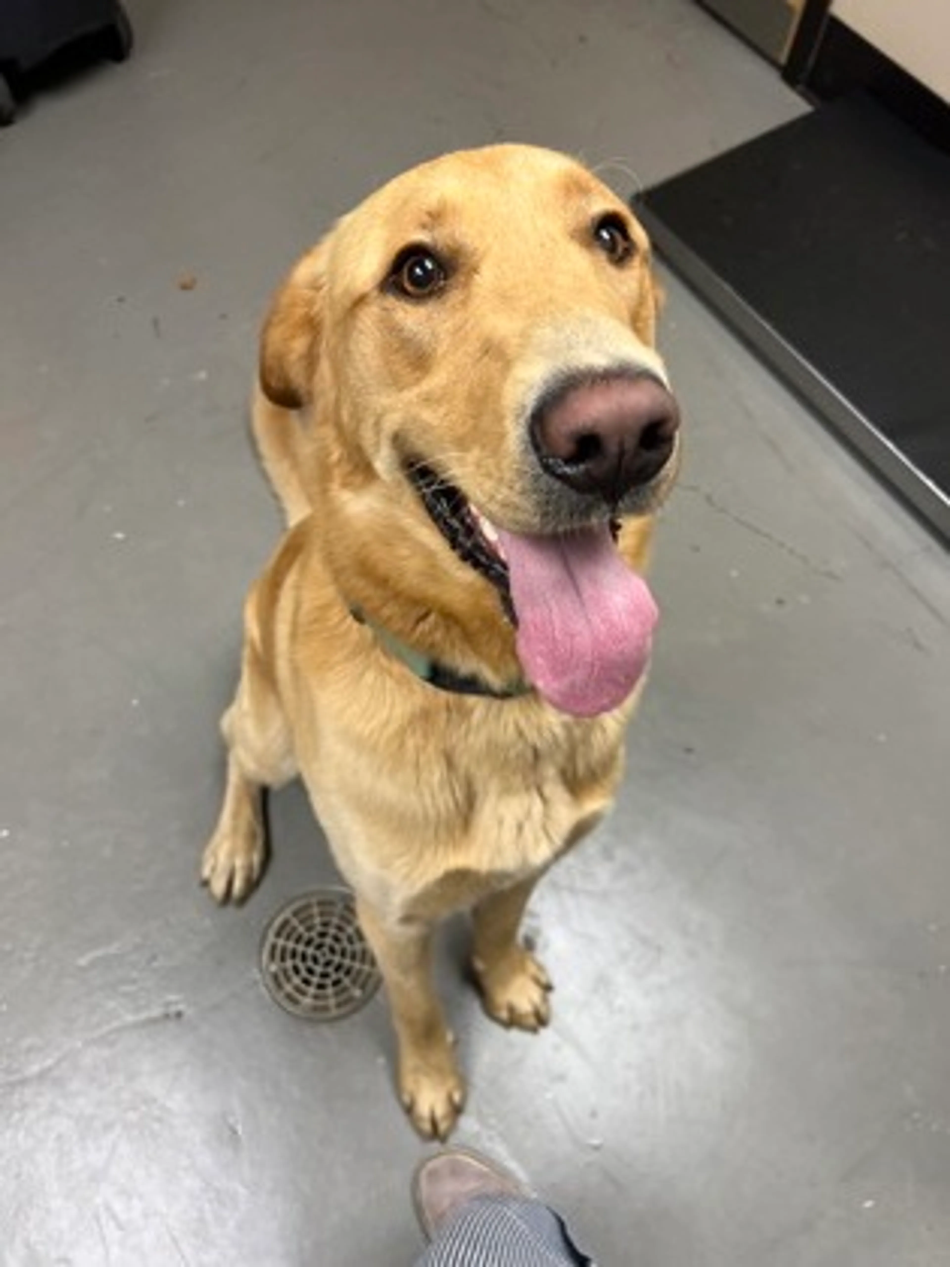 Found pet