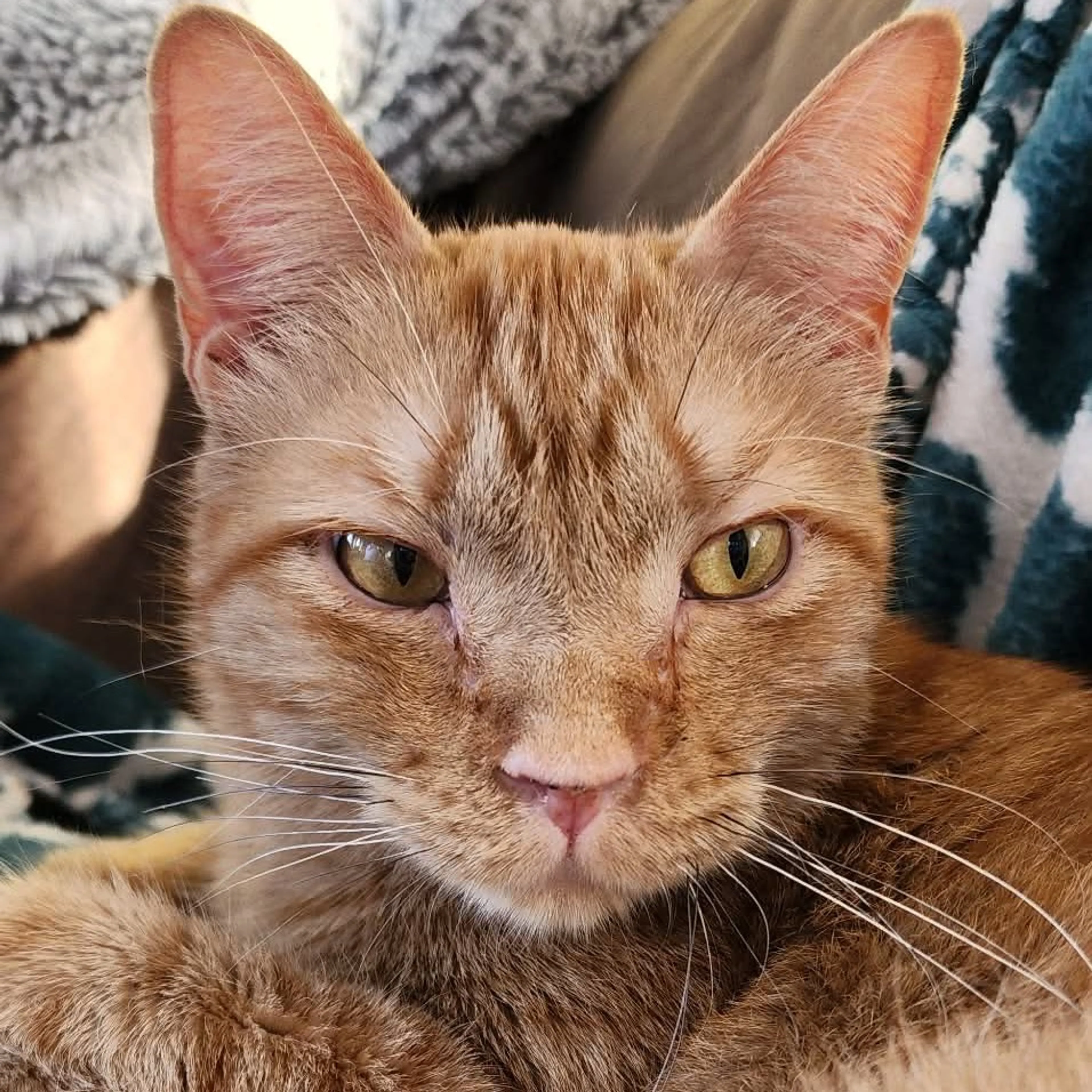 Found pet-6