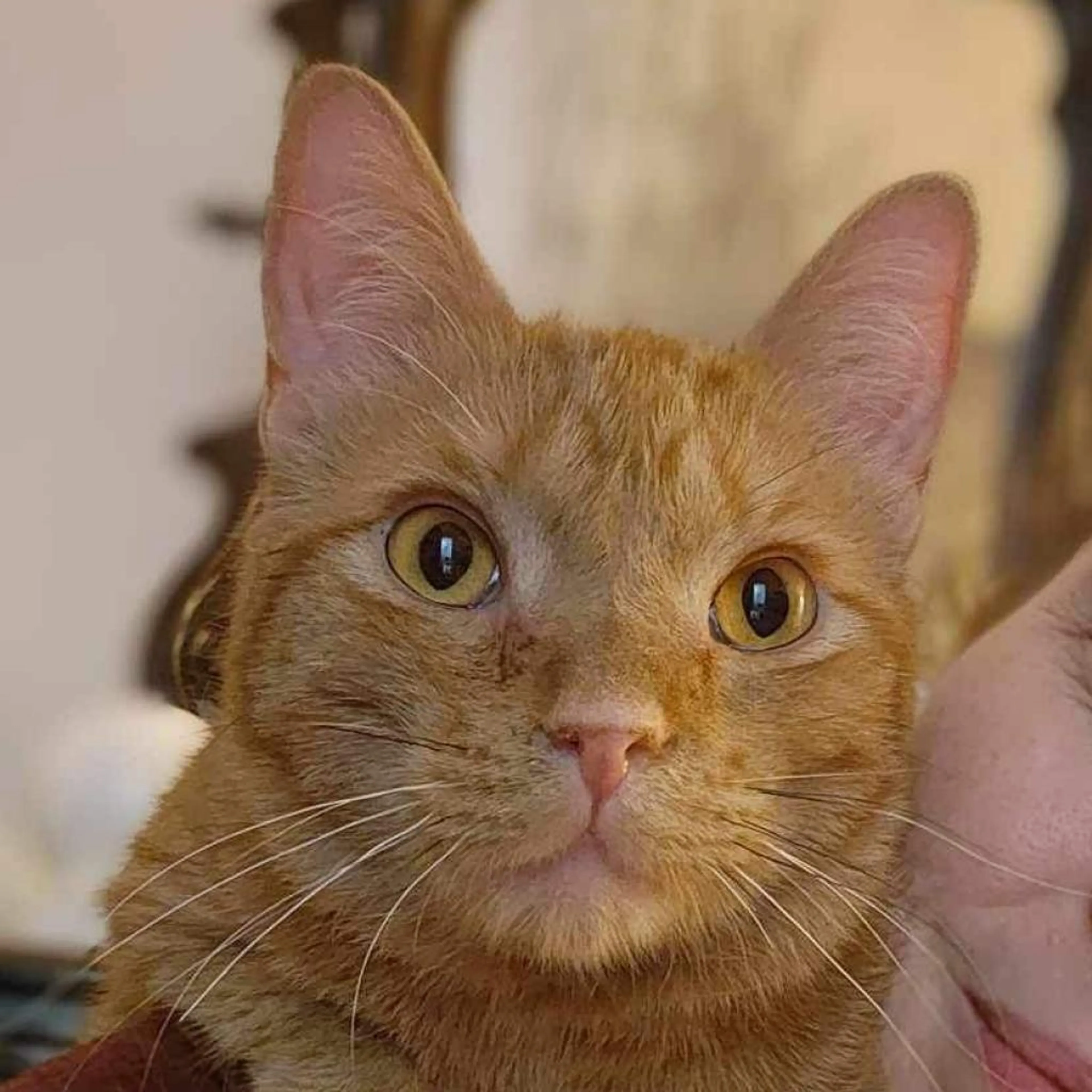 Found pet-2