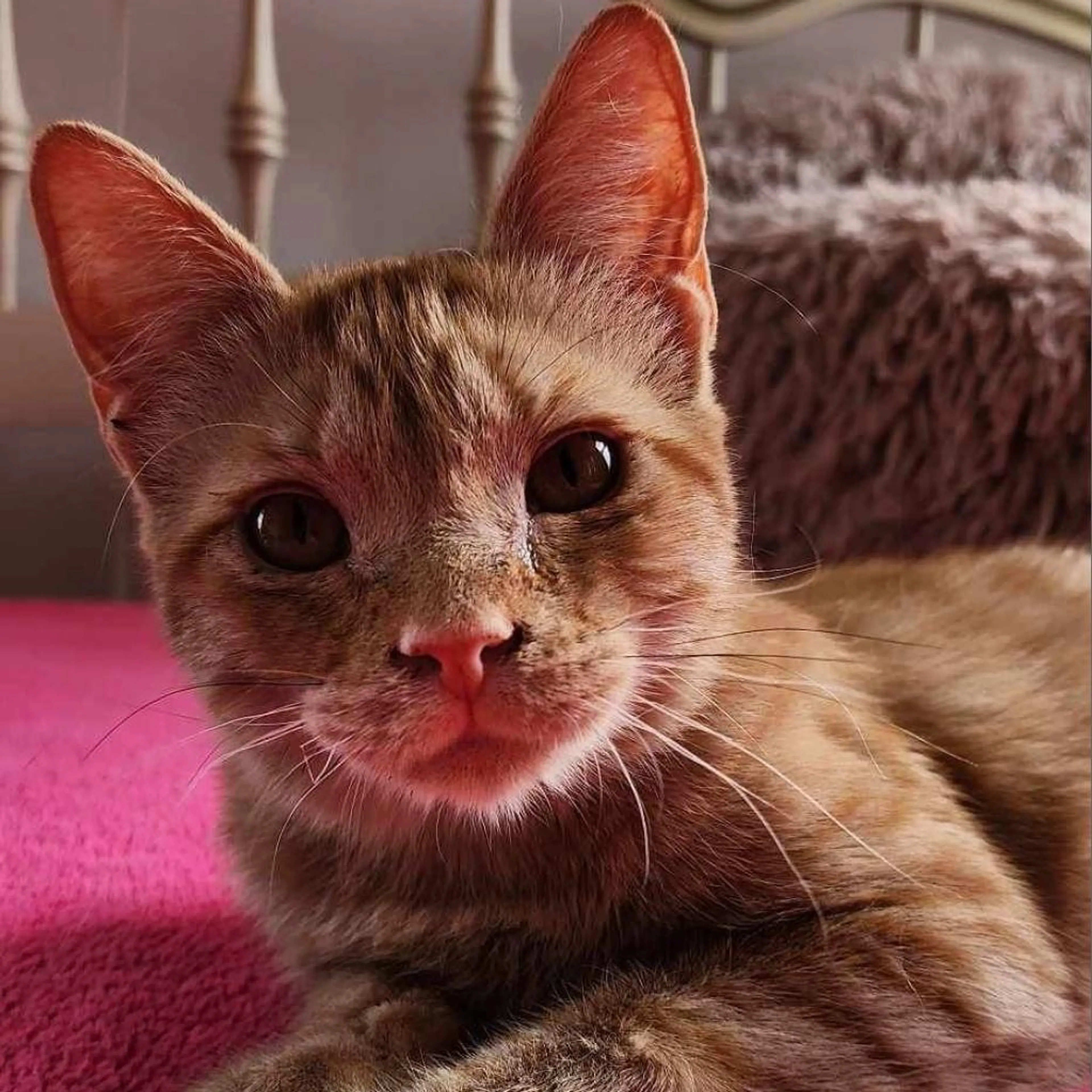 Found pet-4