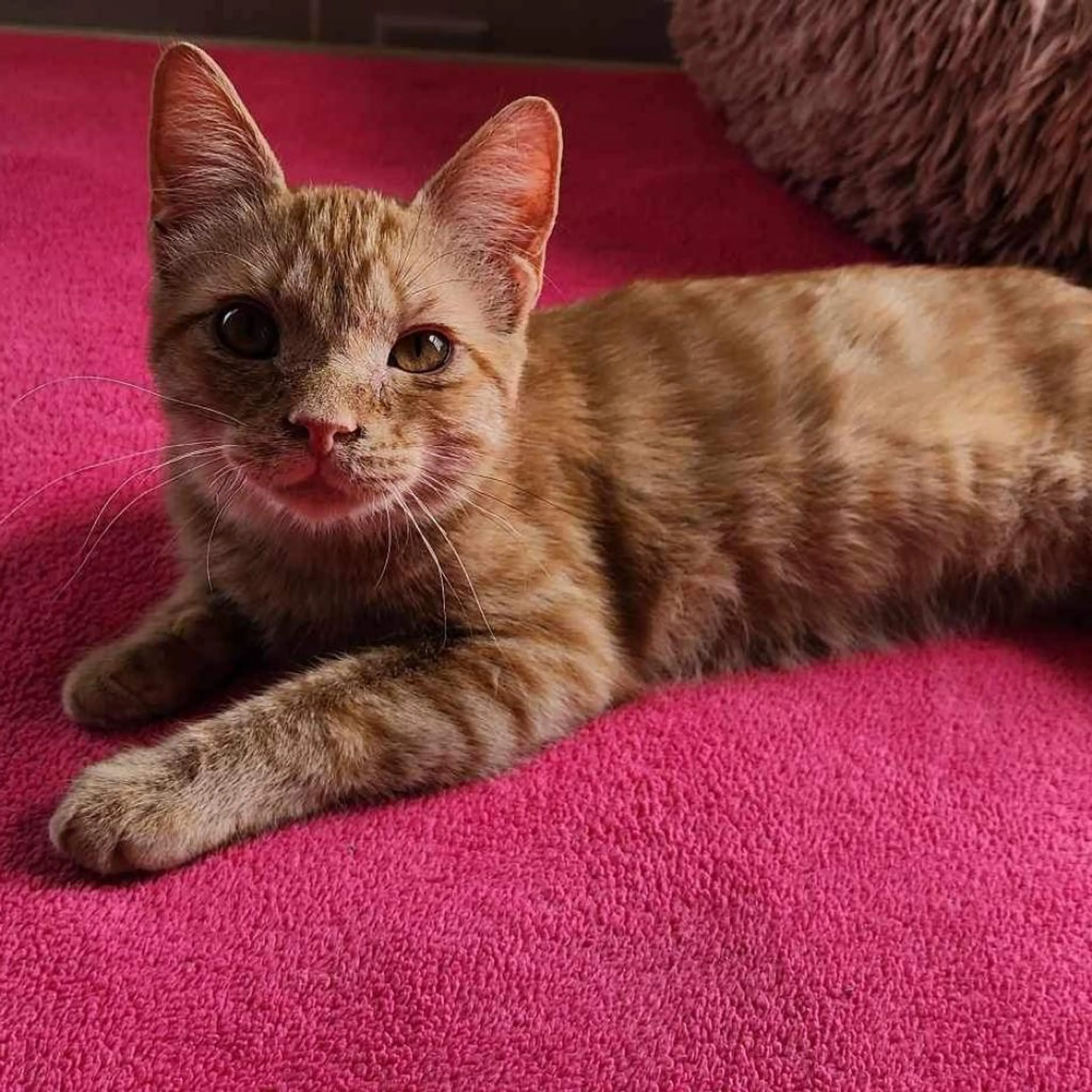 Found pet-3