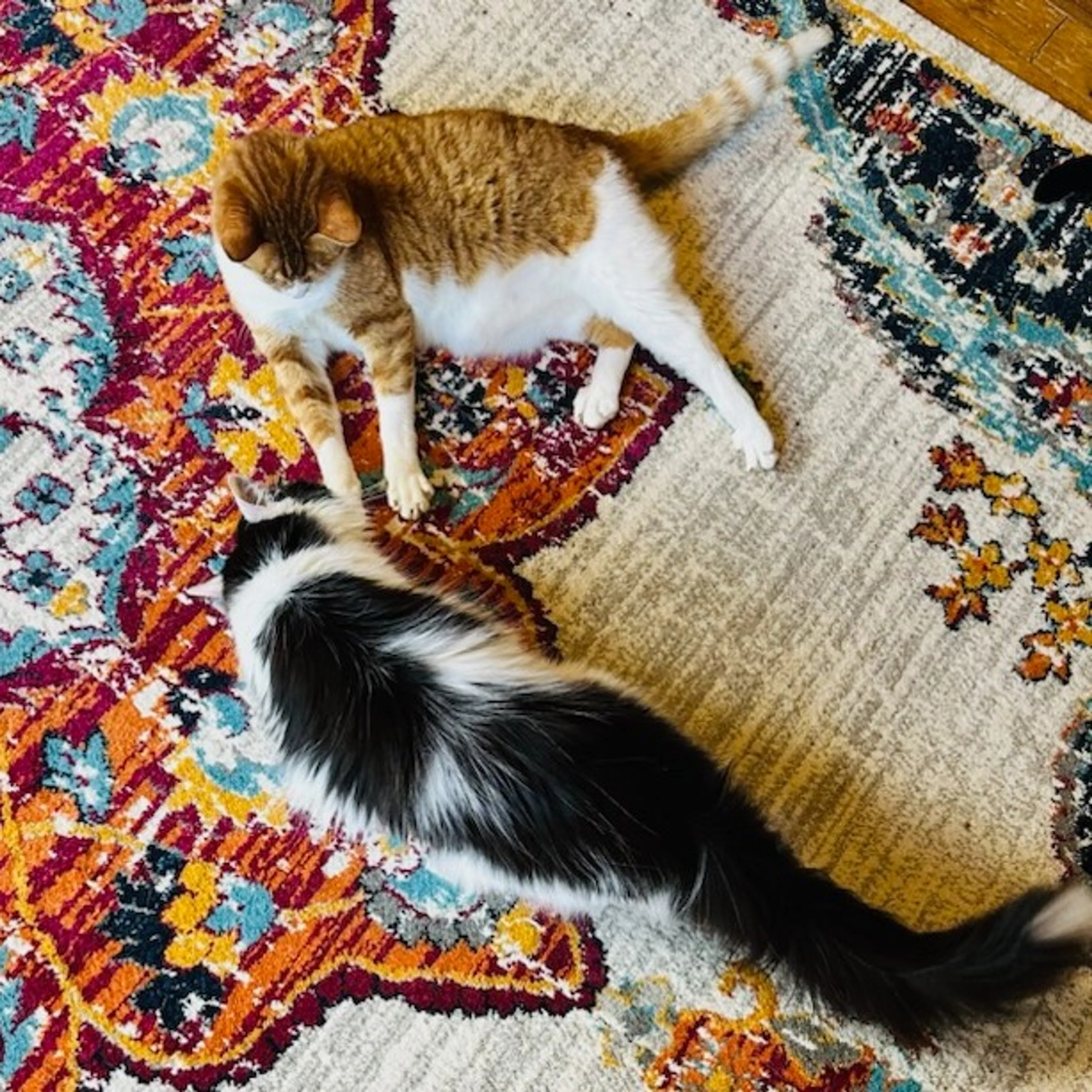 Found pet-1