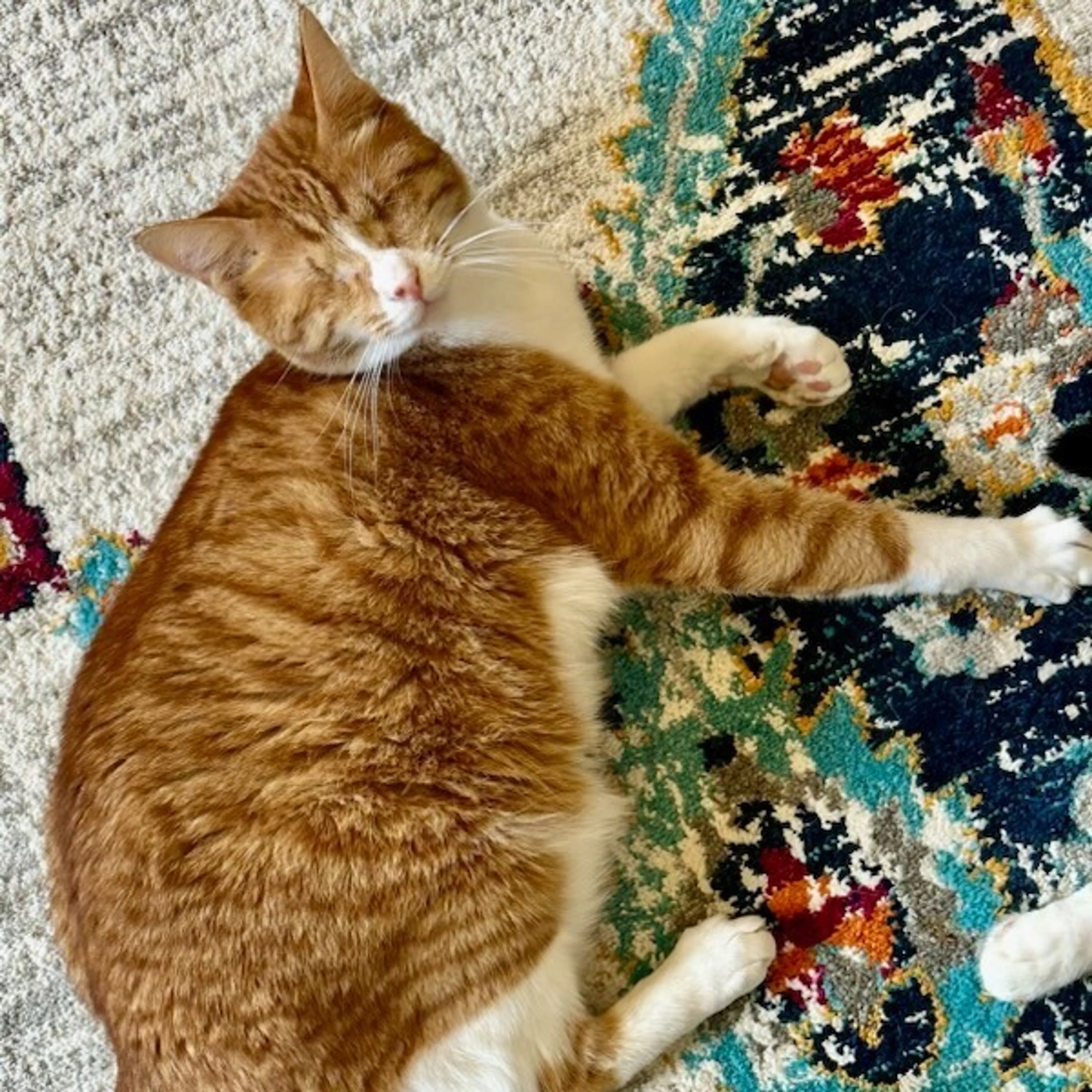Found pet-0