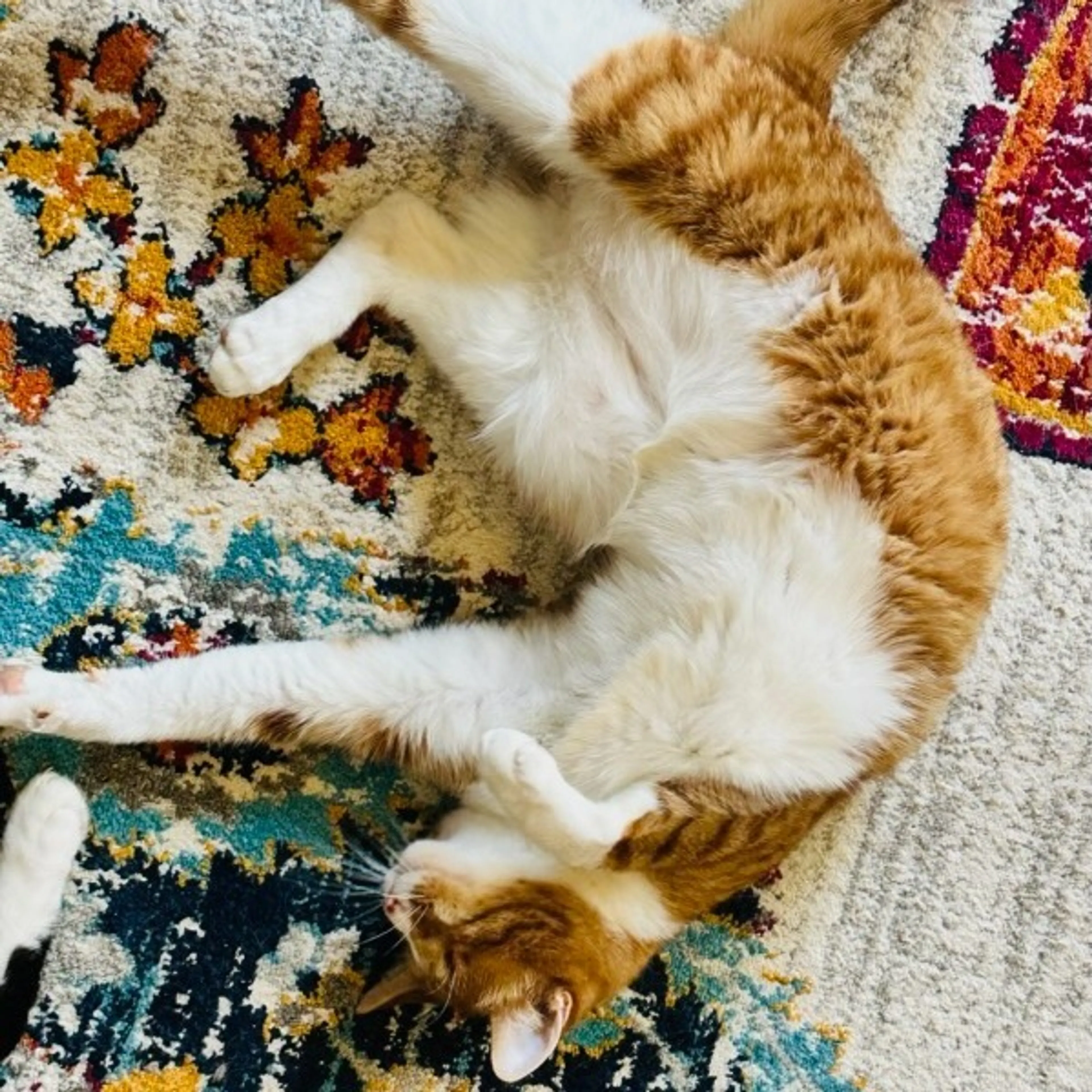Found pet-2