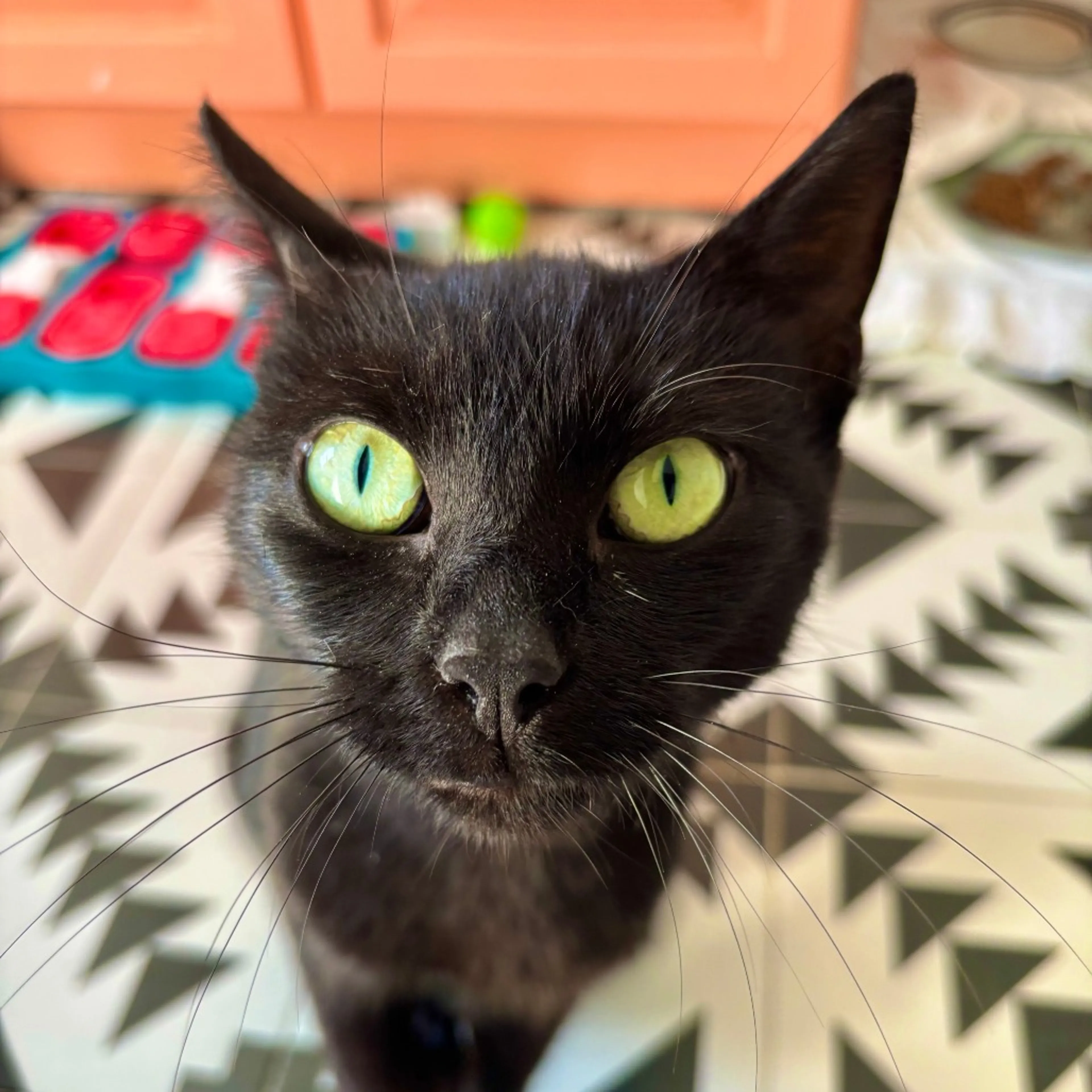 Found pet-3