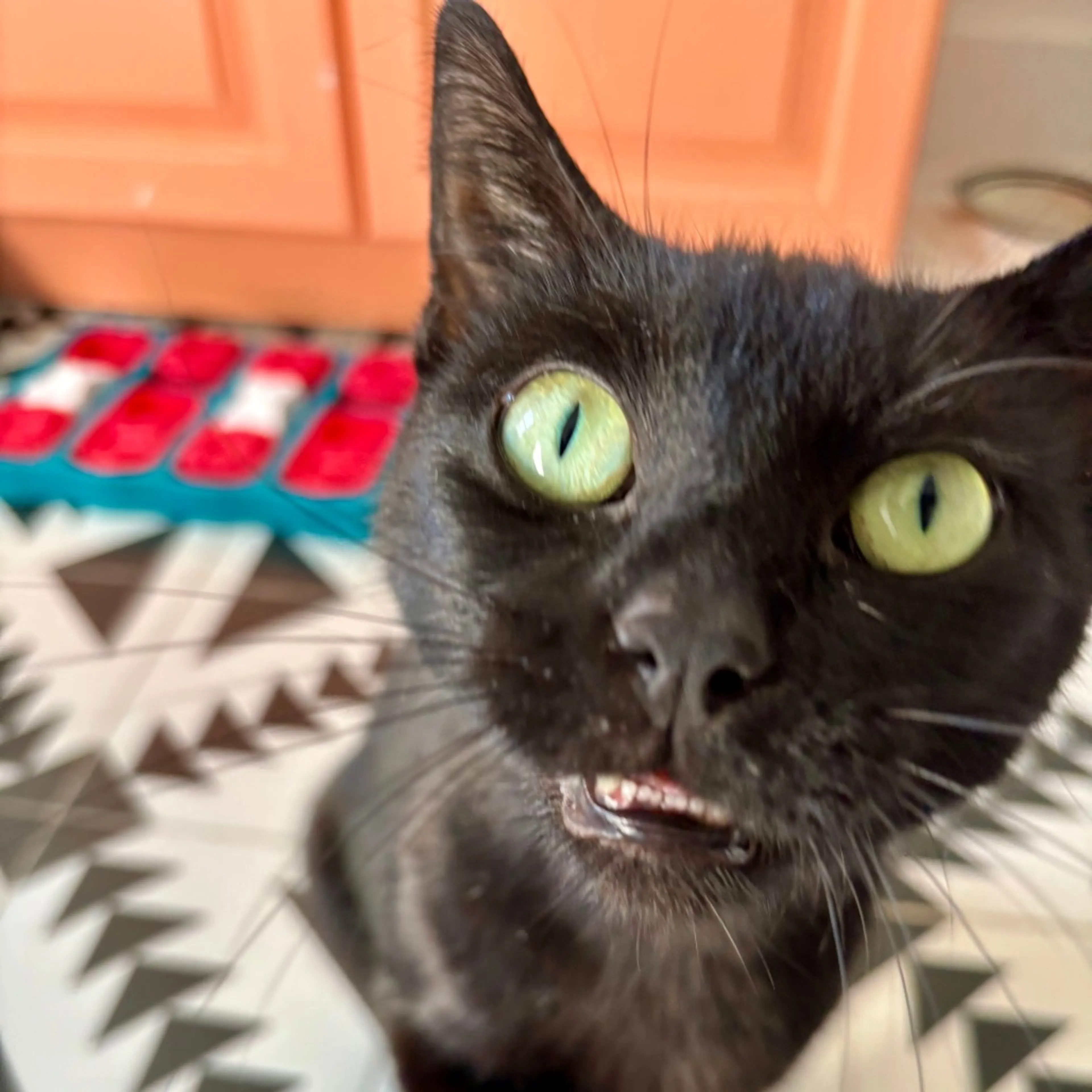 Found pet-2