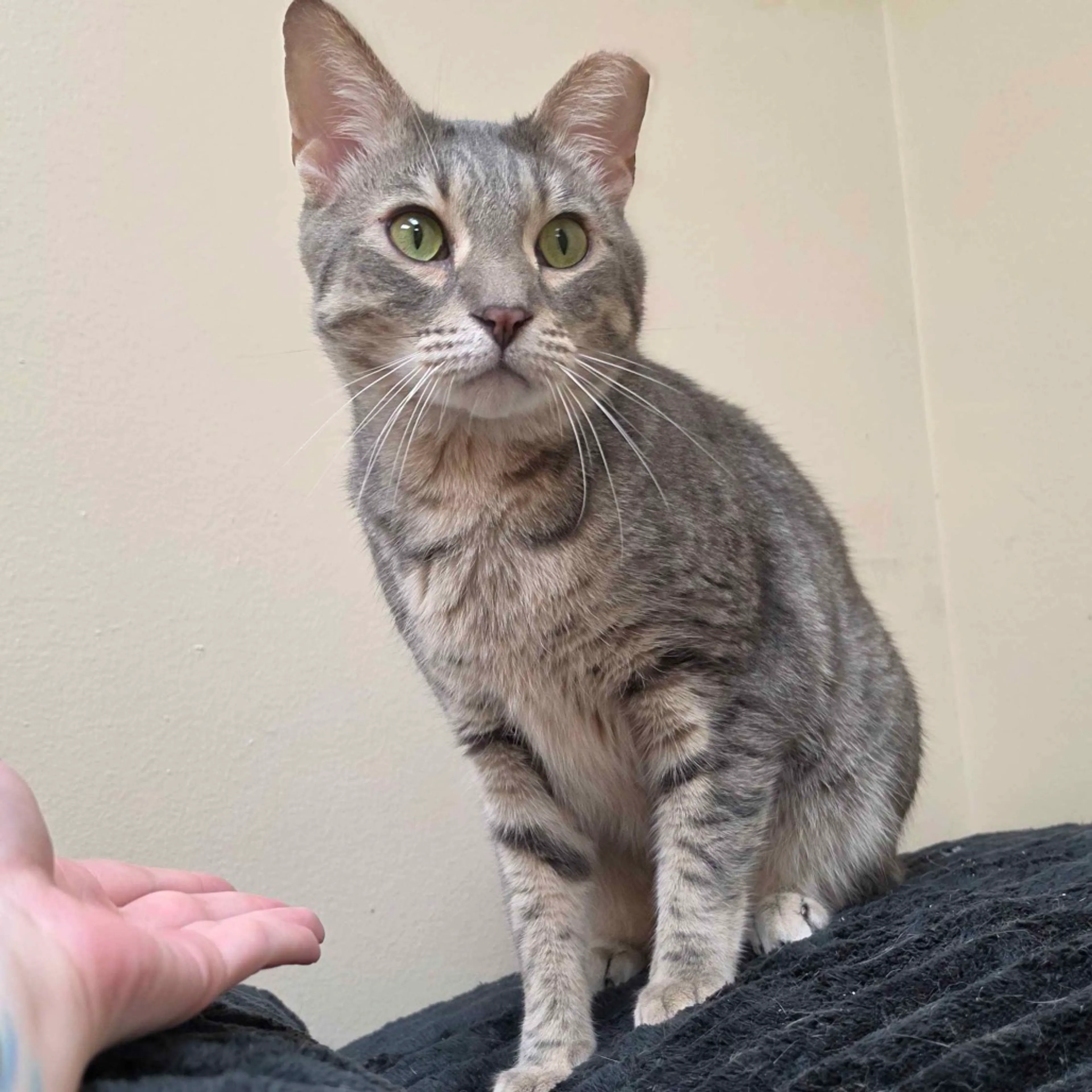 Found pet-4