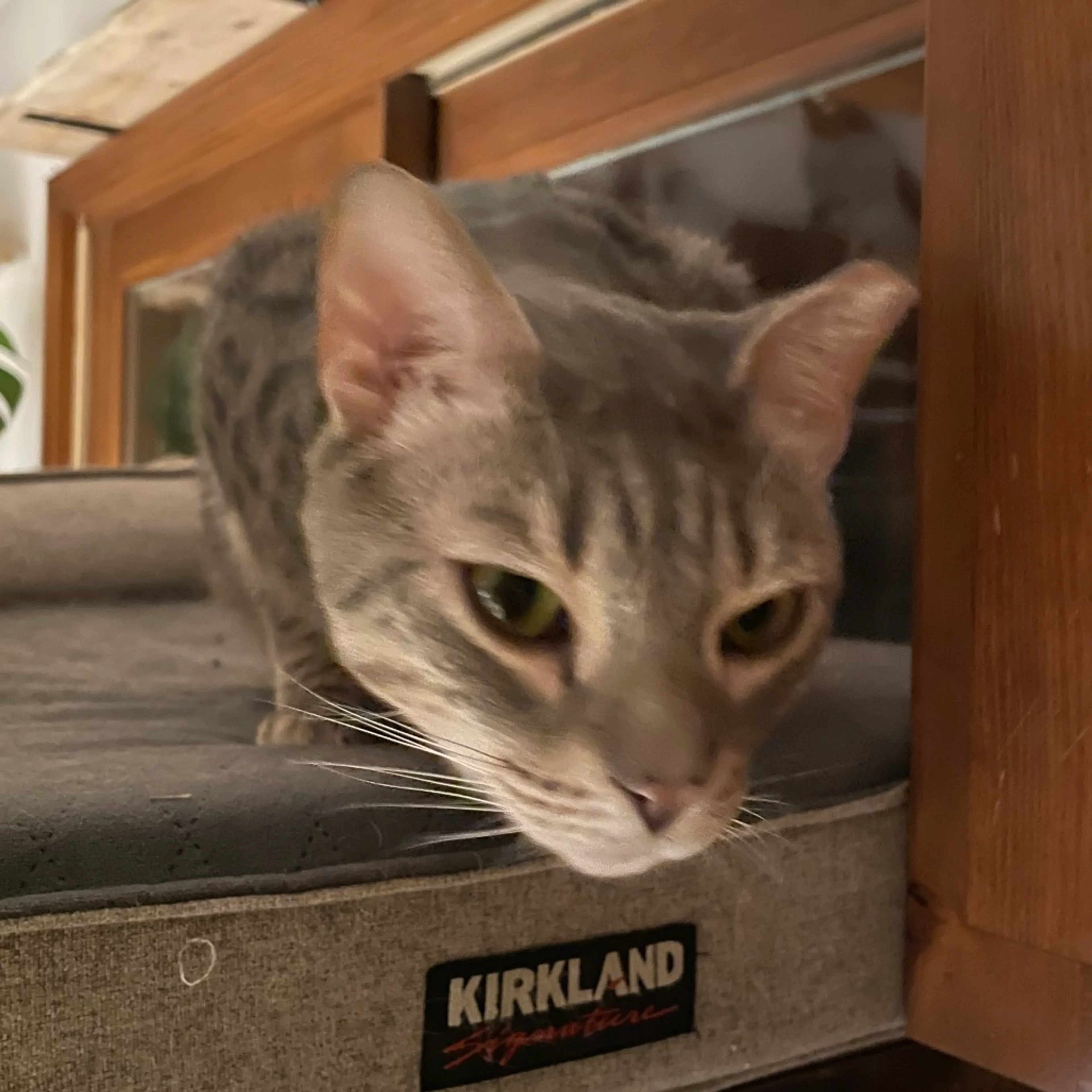 Found pet-2