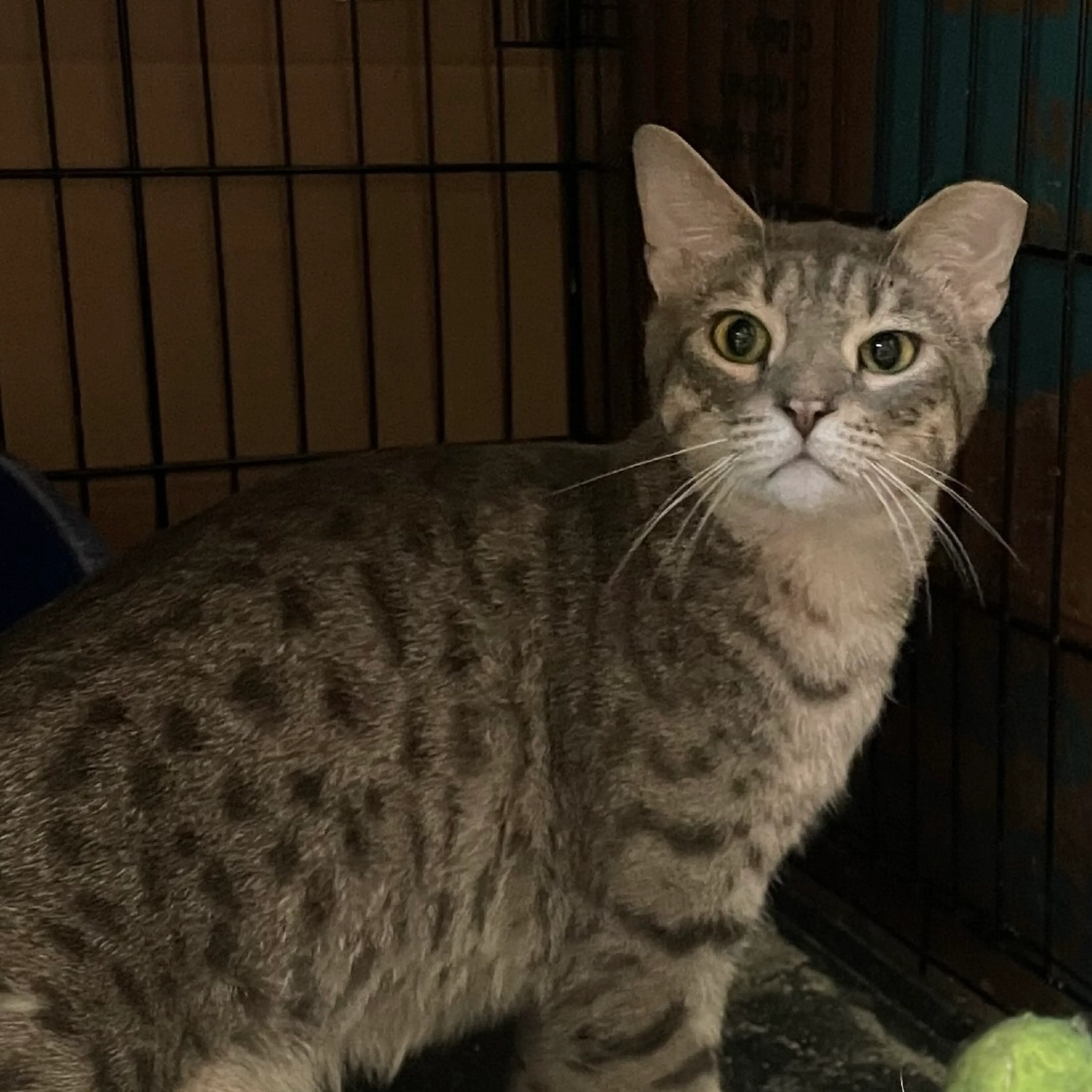 Found pet-1