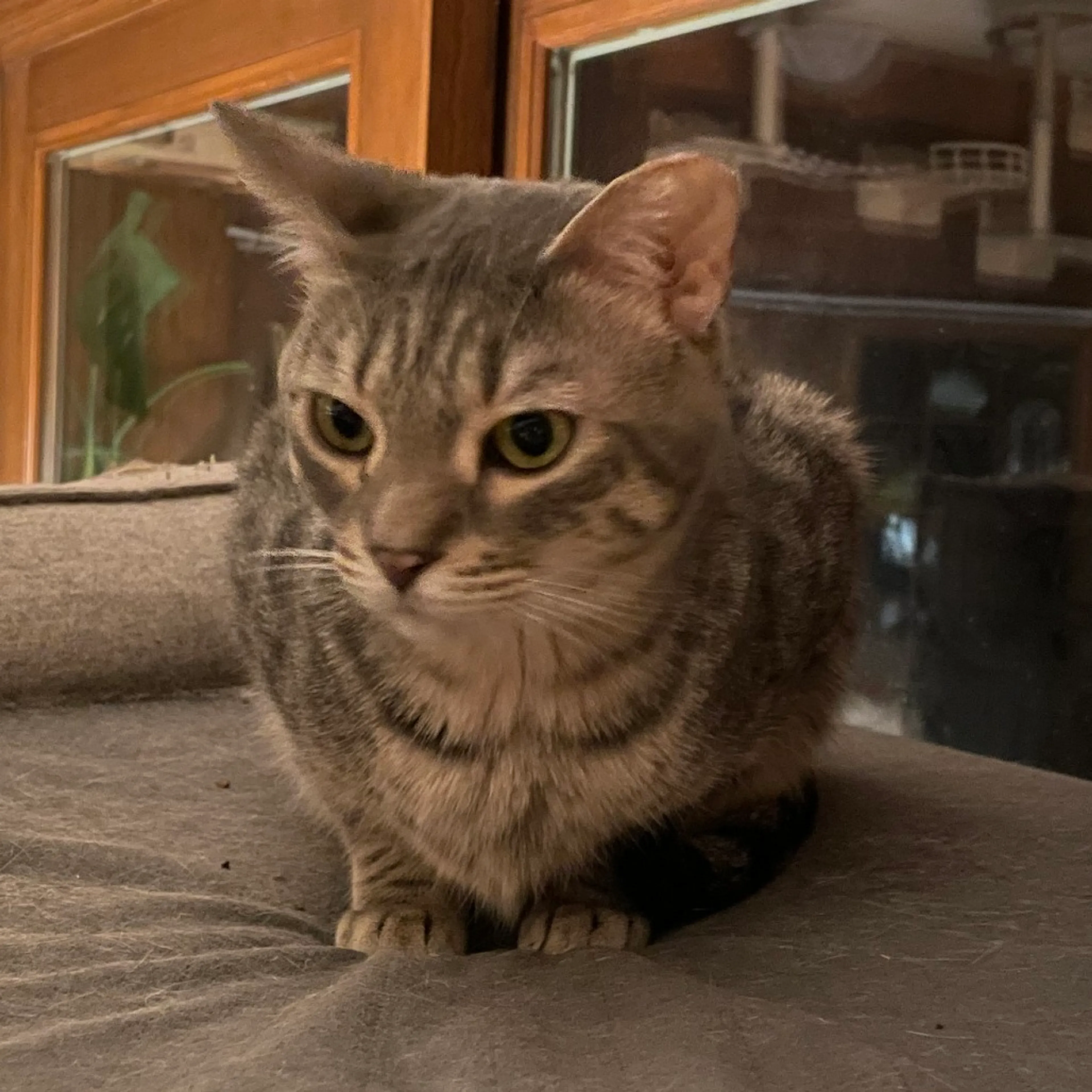 Found pet-3
