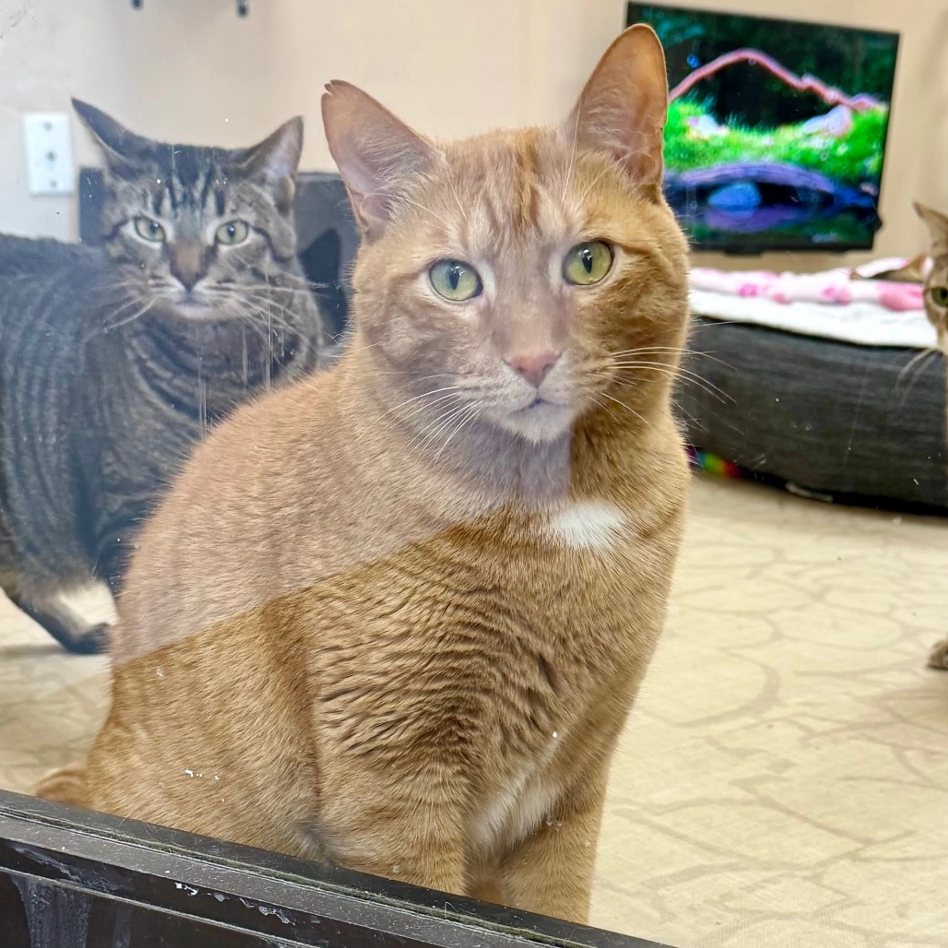 Found pet-4