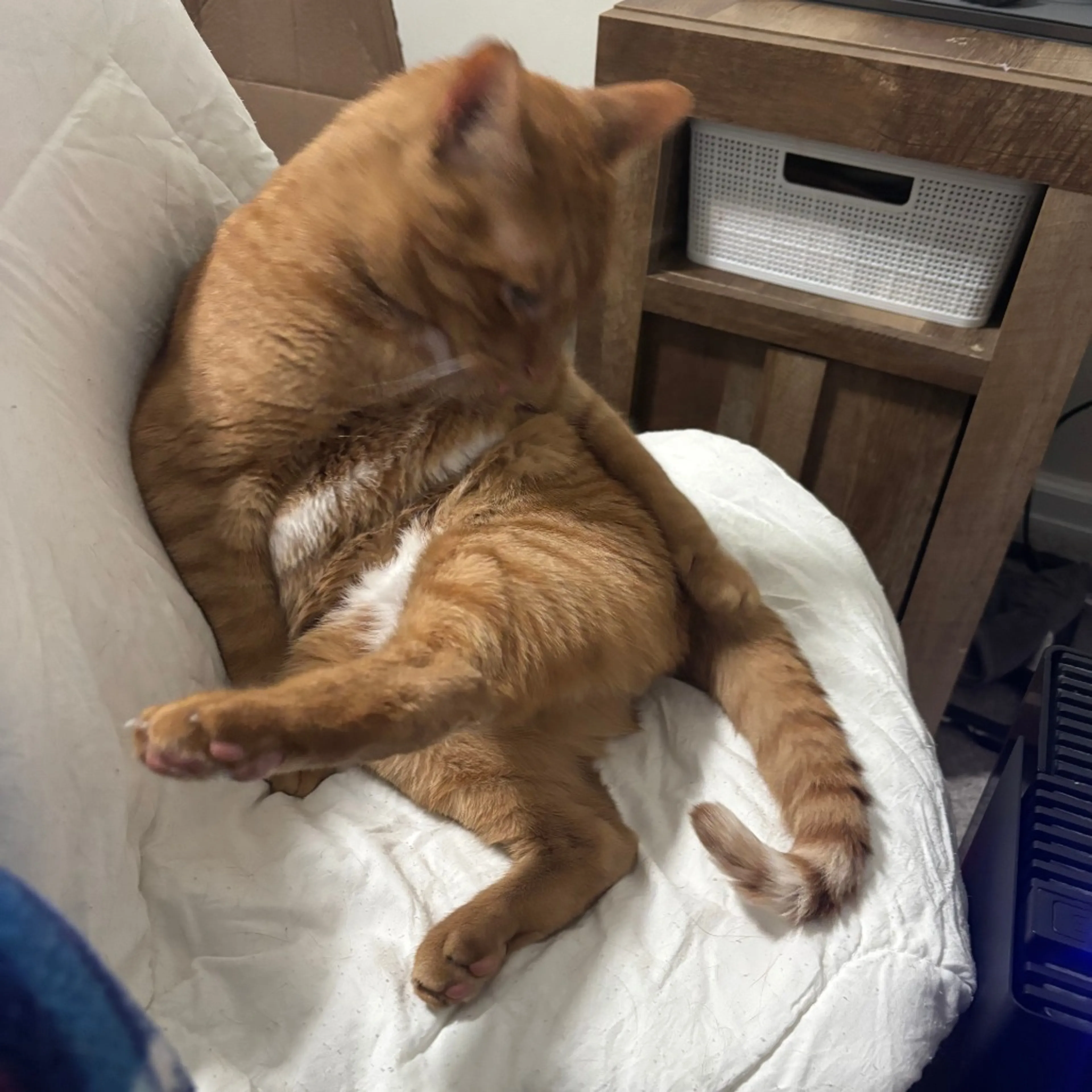 Found pet-2