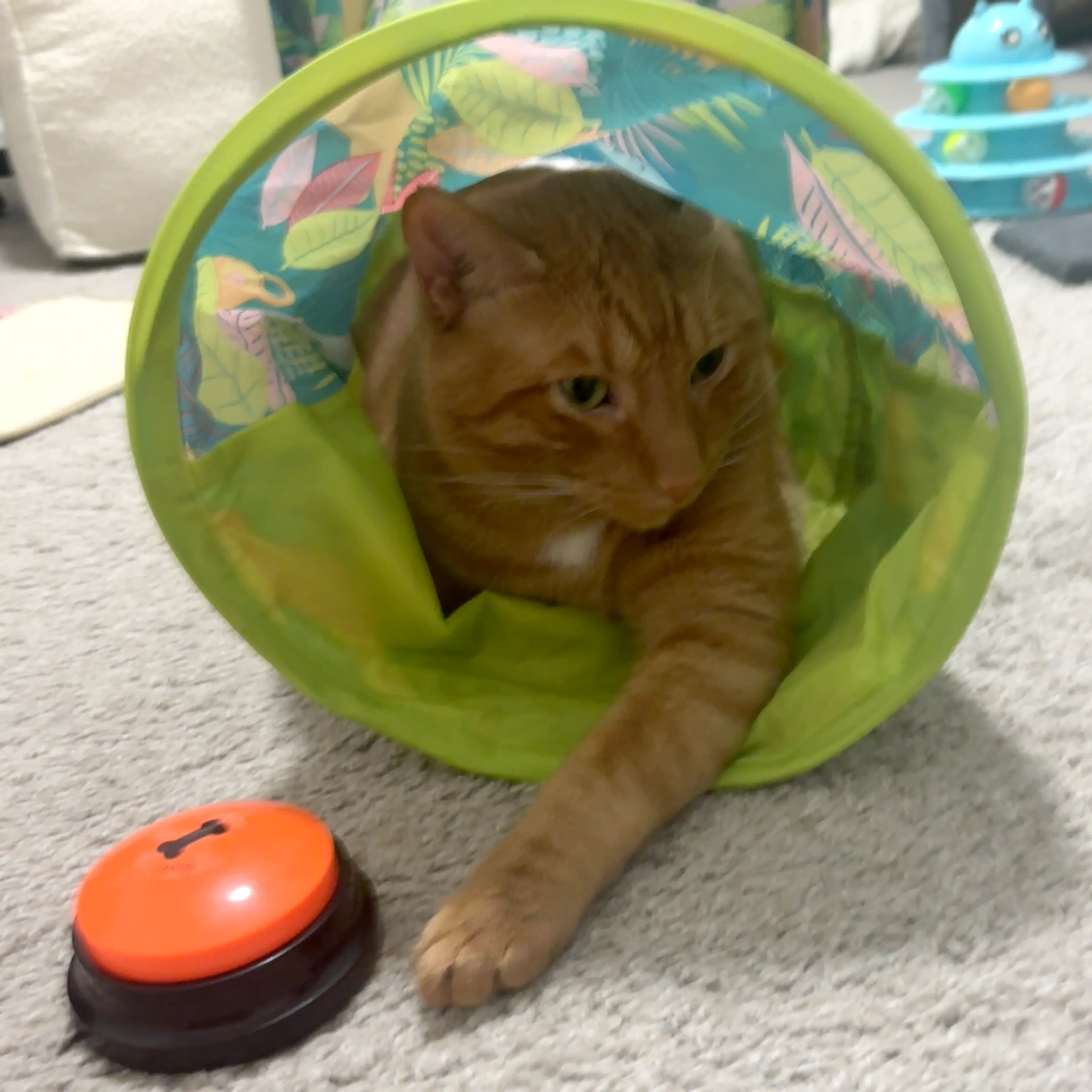 Found pet-2