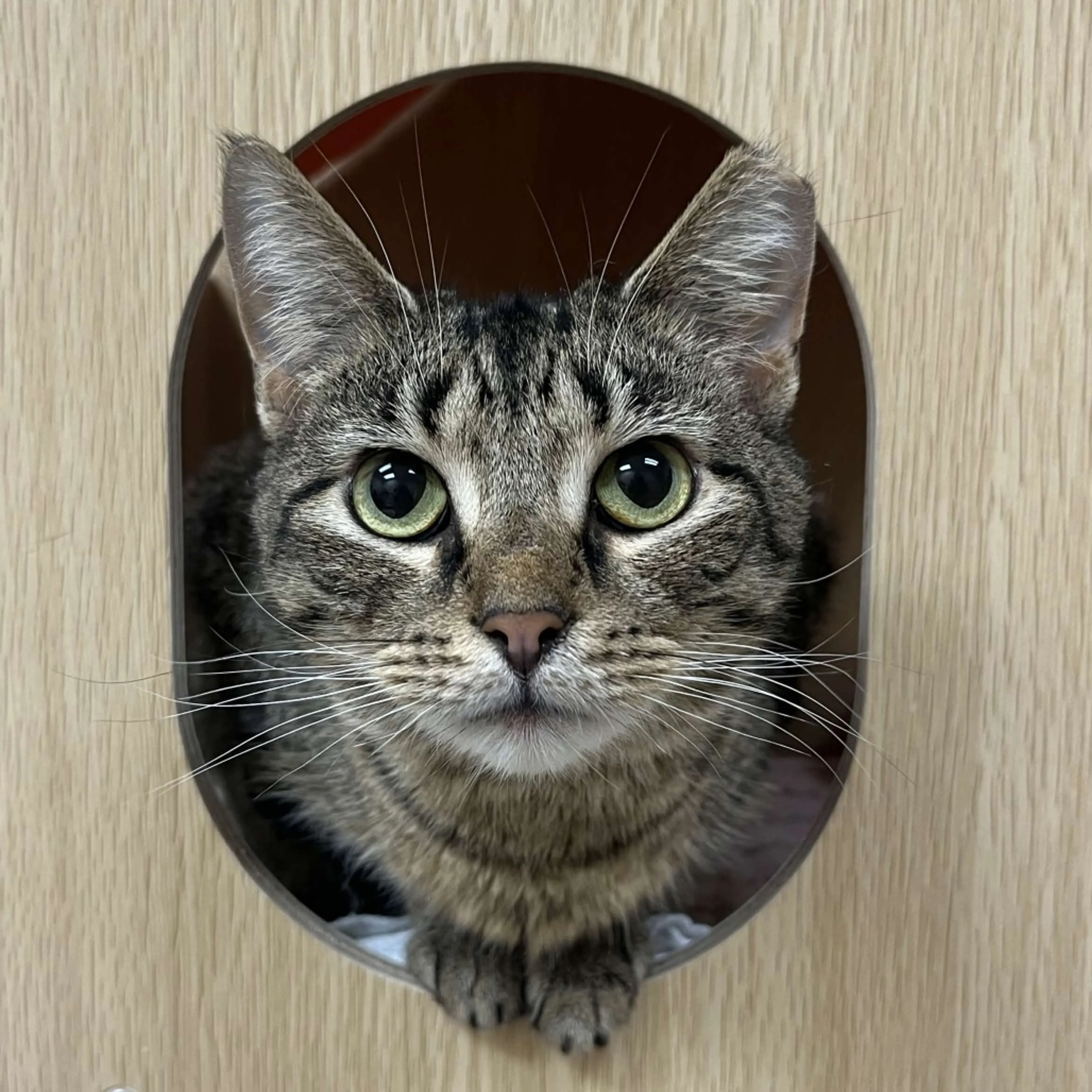 Found pet-6