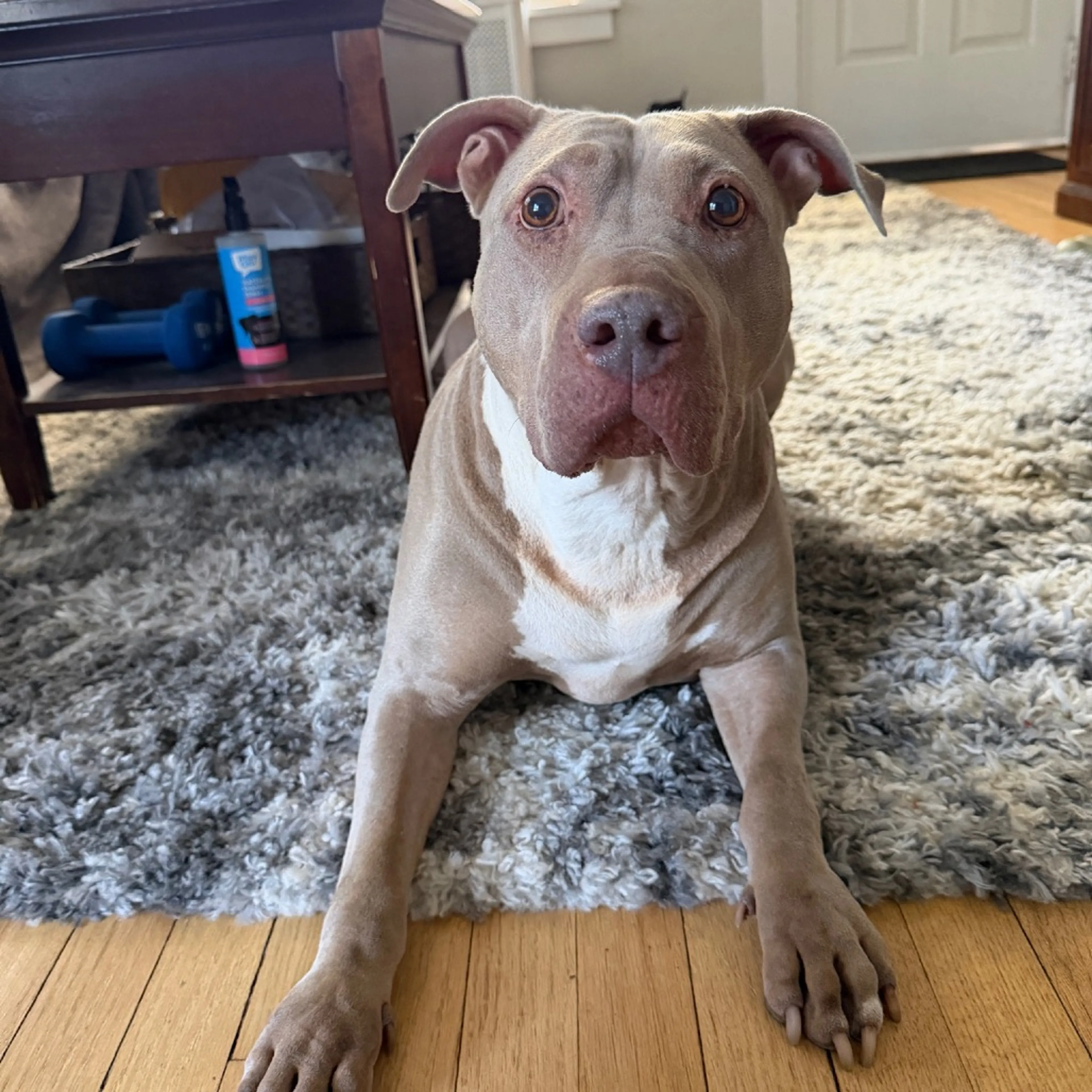 Found pet-4