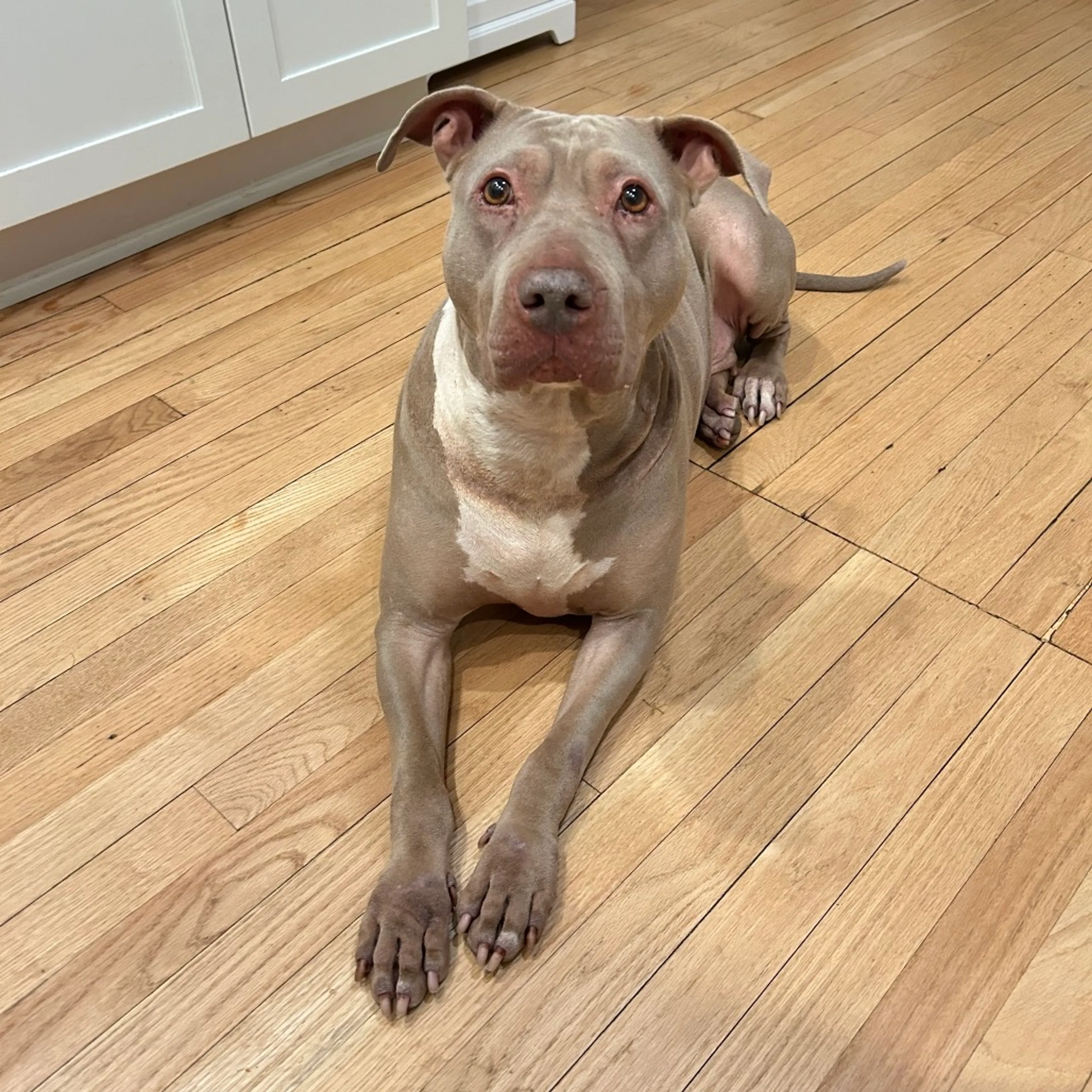 Found pet-3