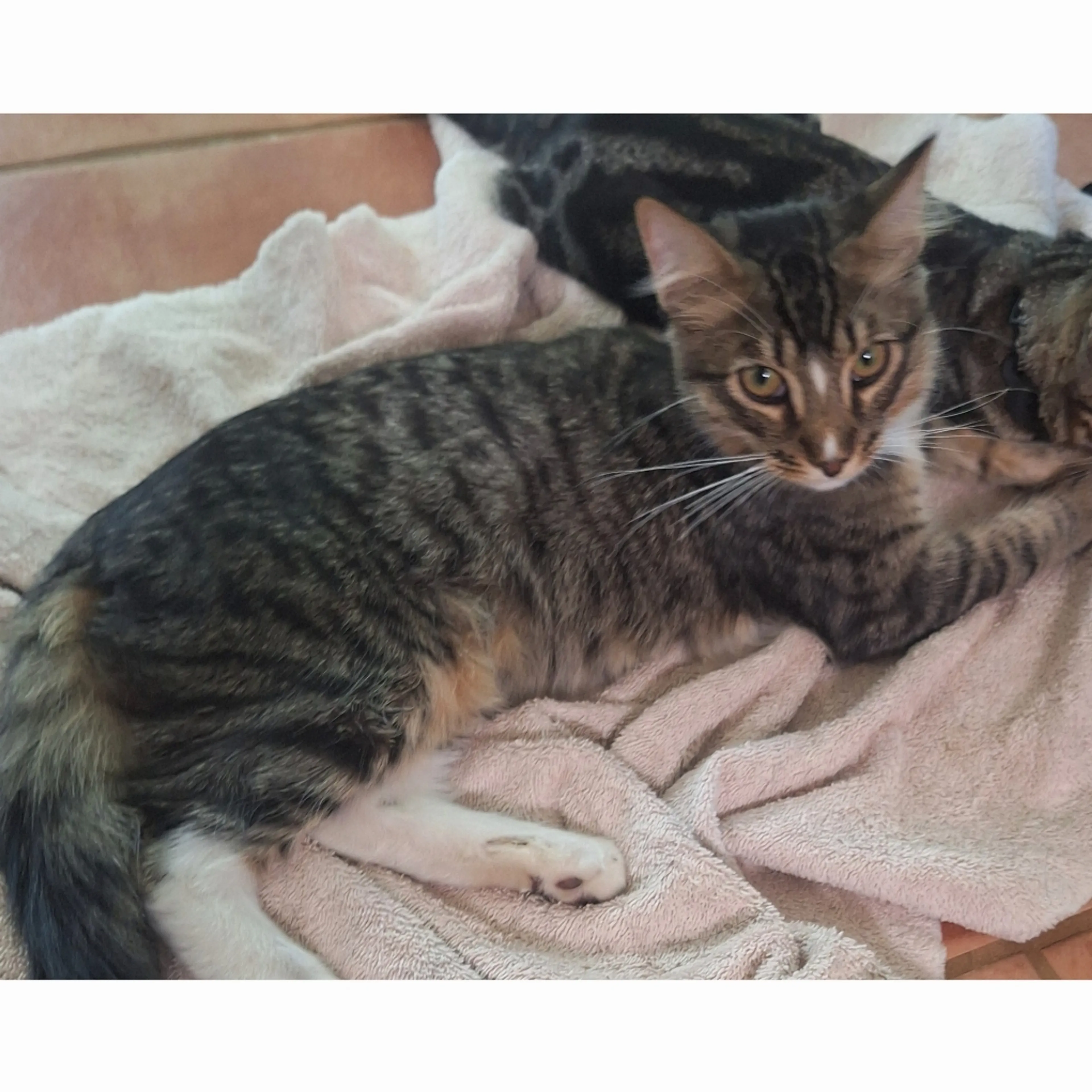 Lost pet-1