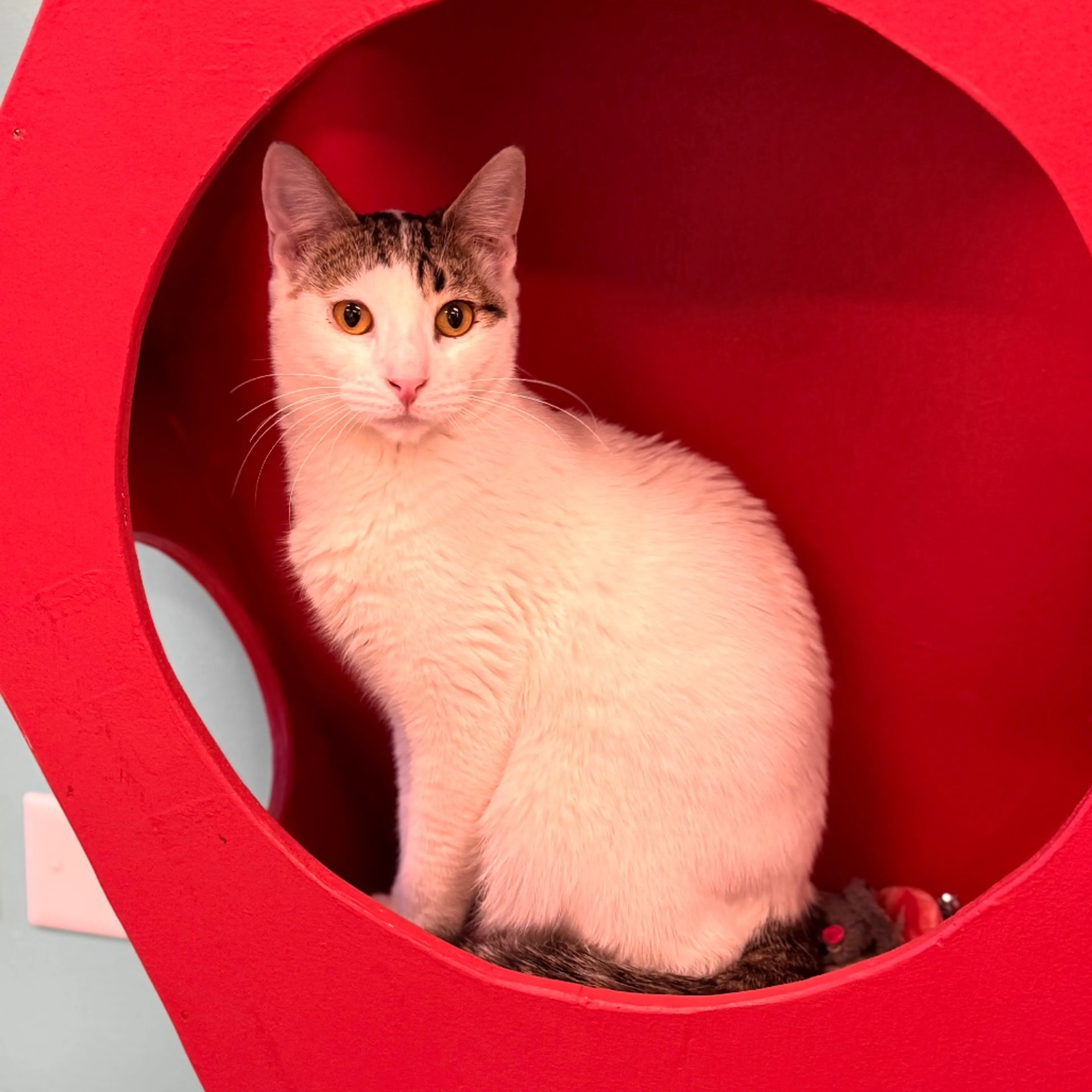 Found pet-9
