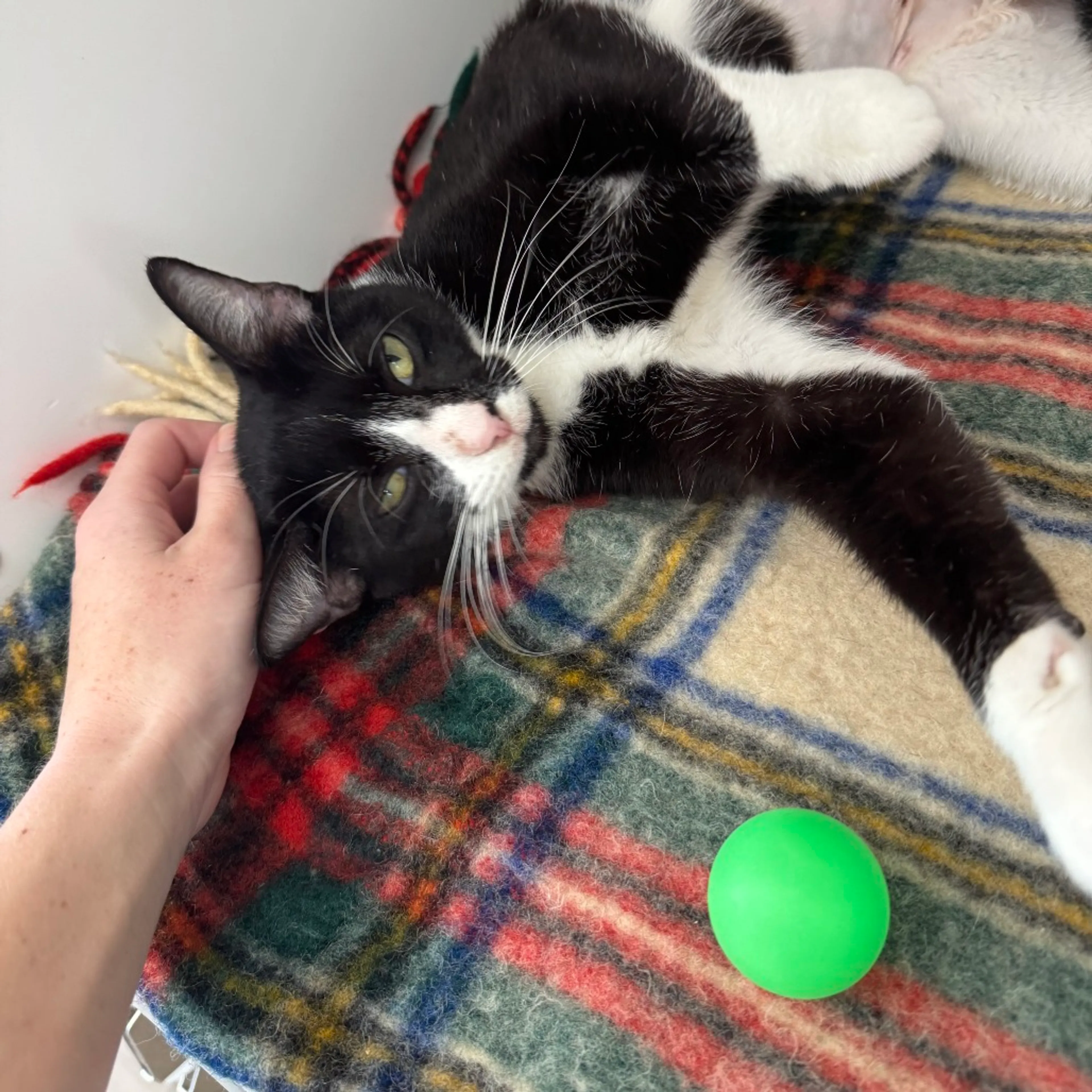 Found pet-2